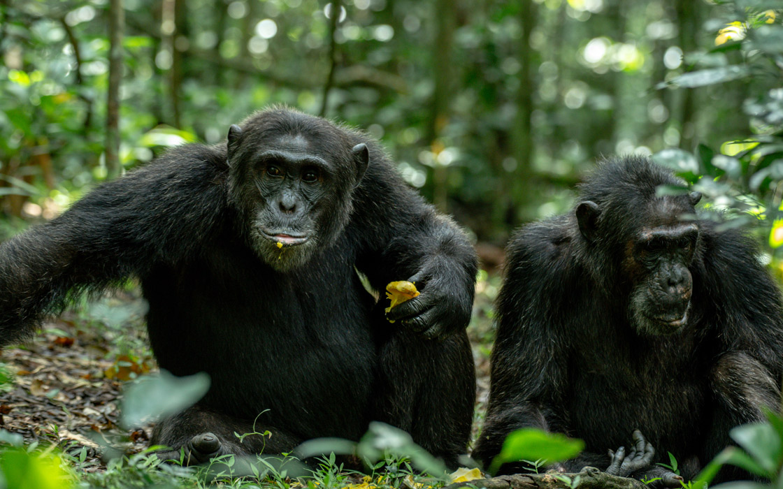 Ultimate Chimpanzees & Queen Elizabeth Safari