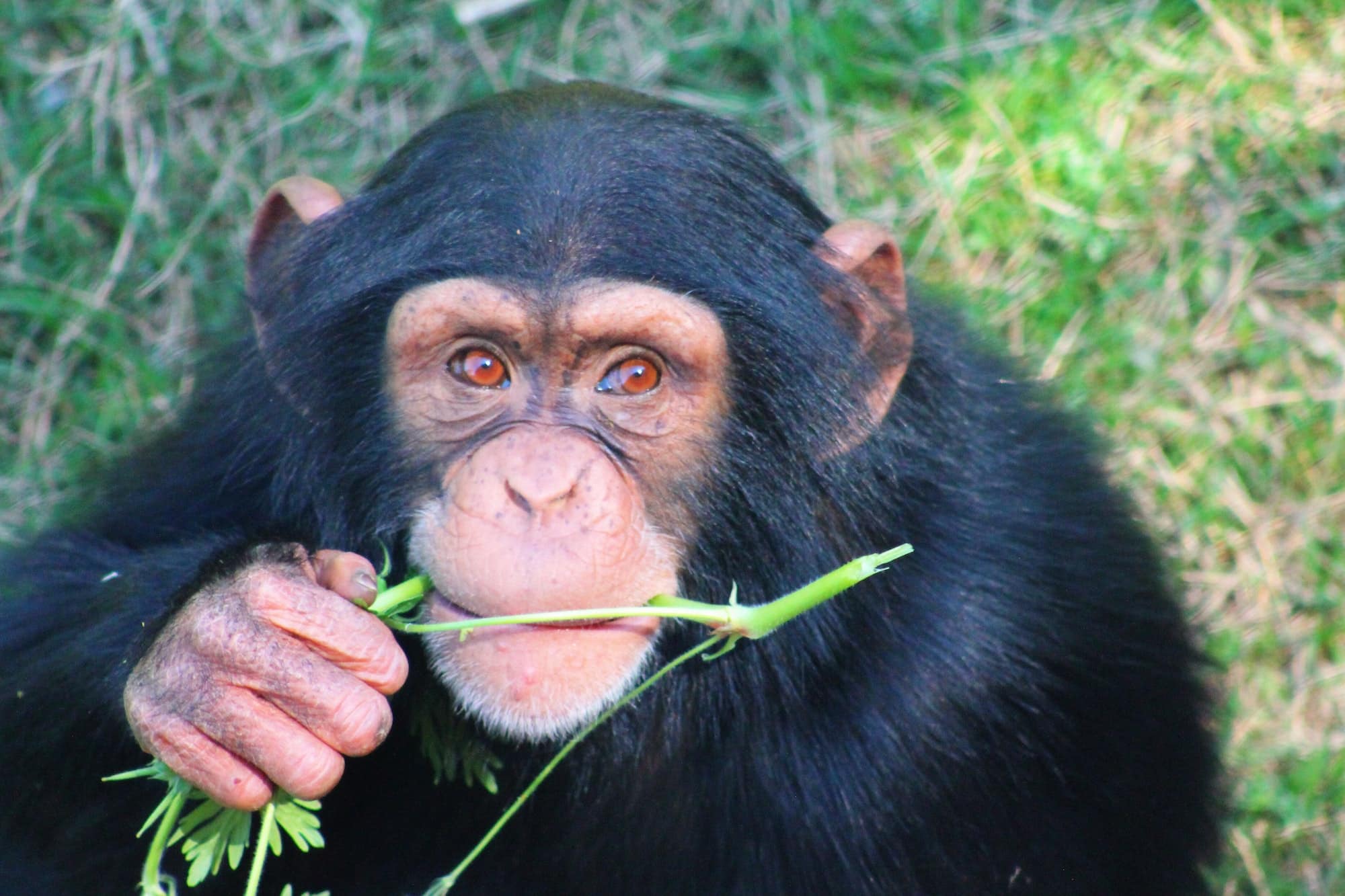 Gorilla & Chimpanzee Tracking Journey
