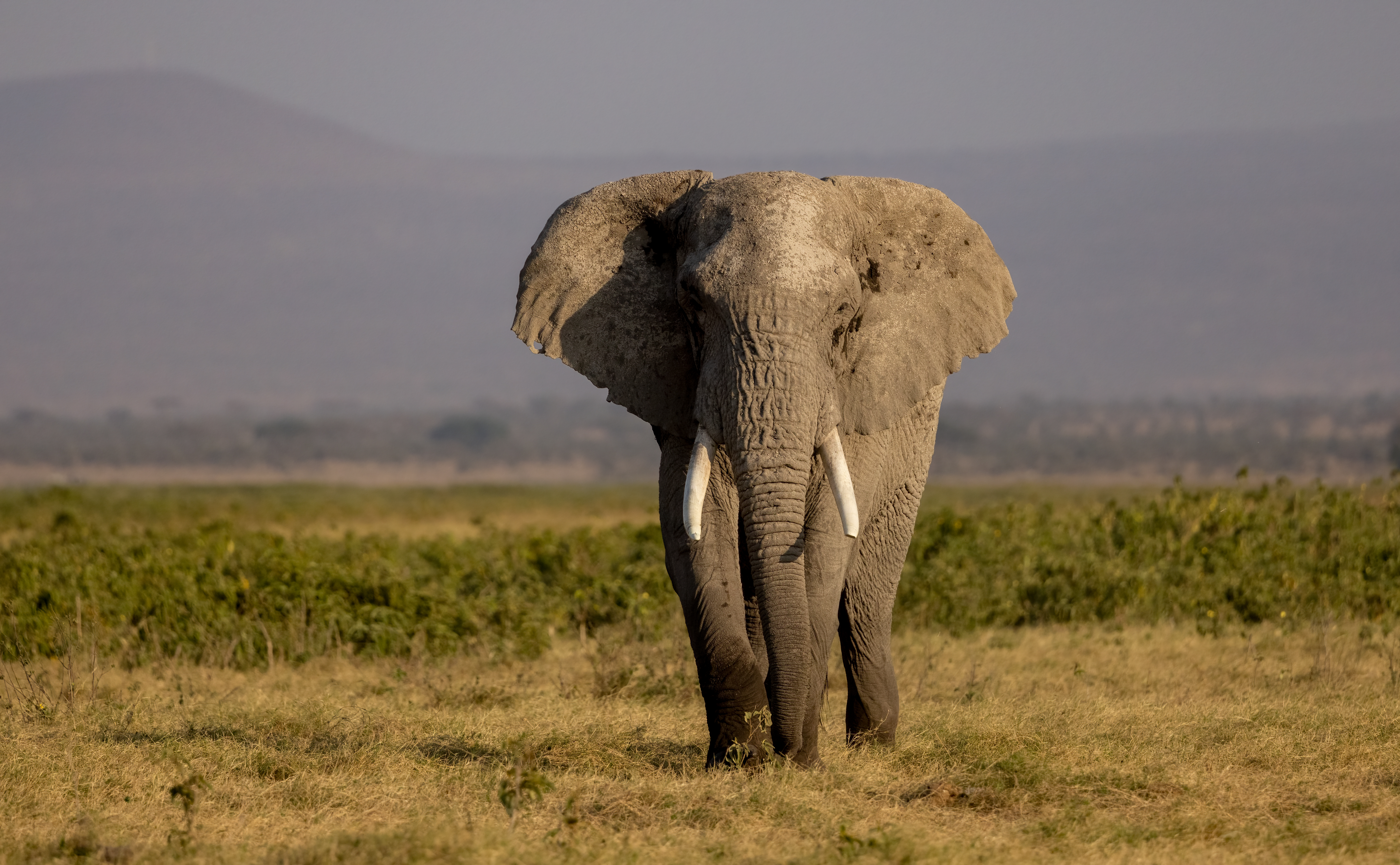 Murchison Falls & Nile Wildlife Safari
