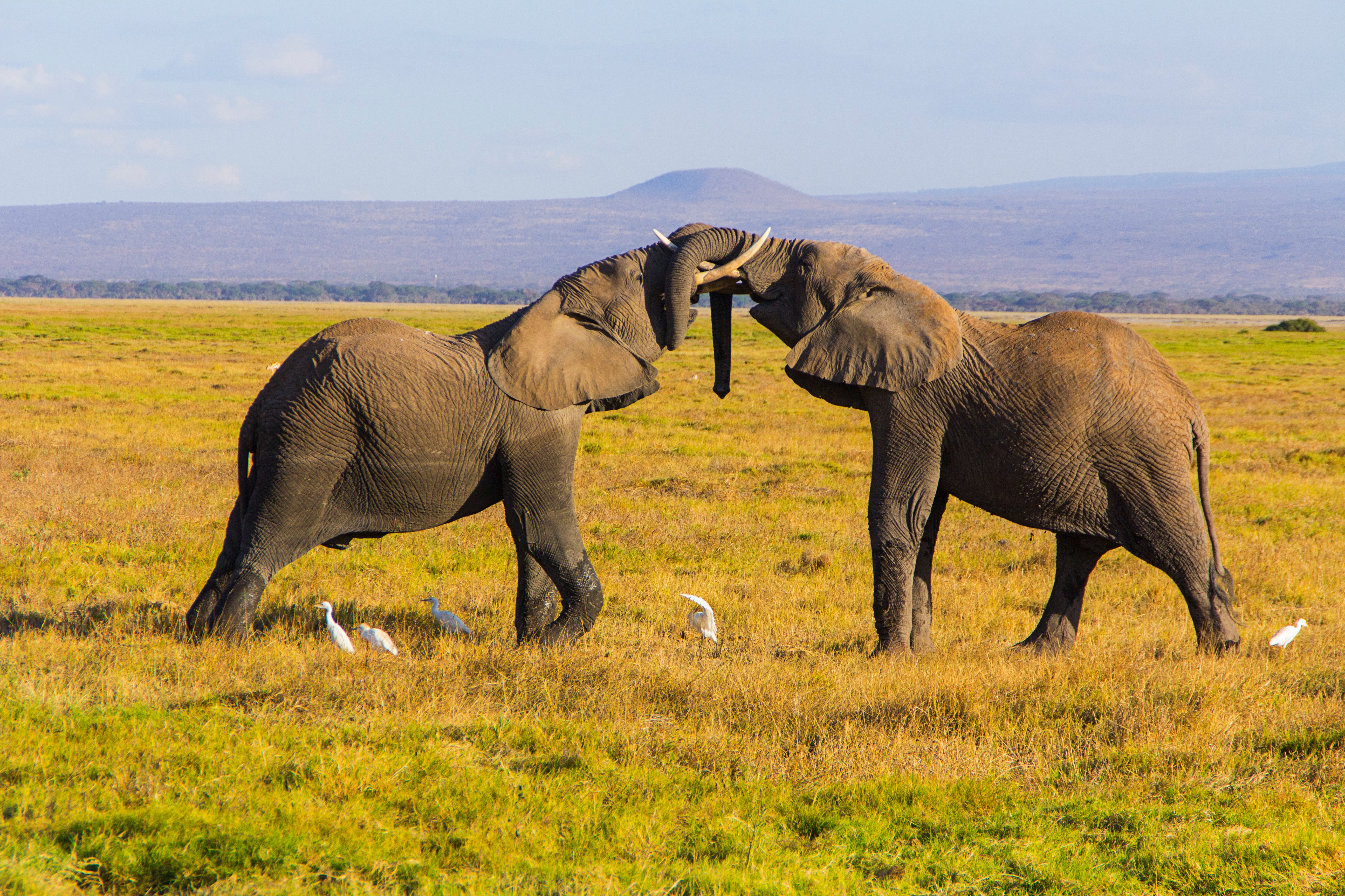 Complete Uganda Safari