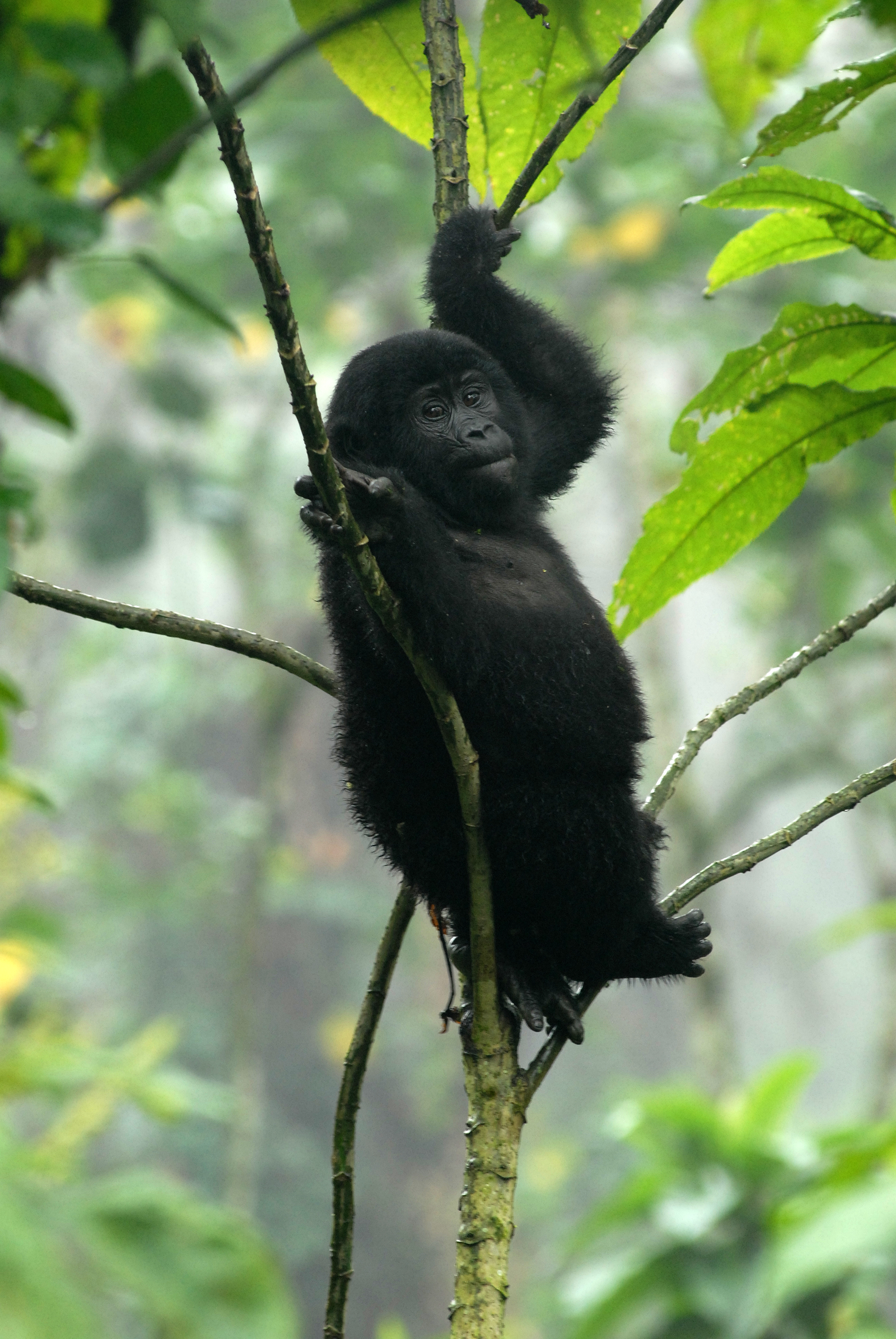 Signature Uganda Safari & Gorilla Trekking