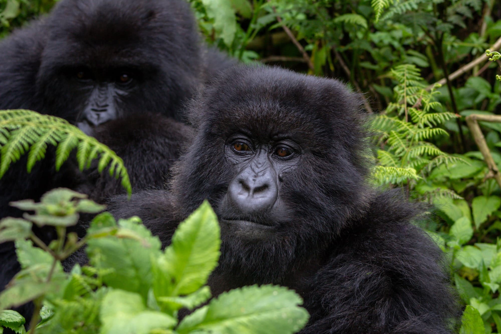 Rwanda: The Ultimate Primate Track