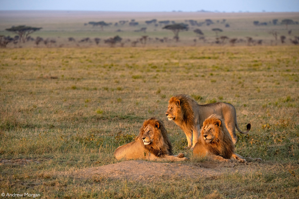 Great Migration — Mara River Crossings