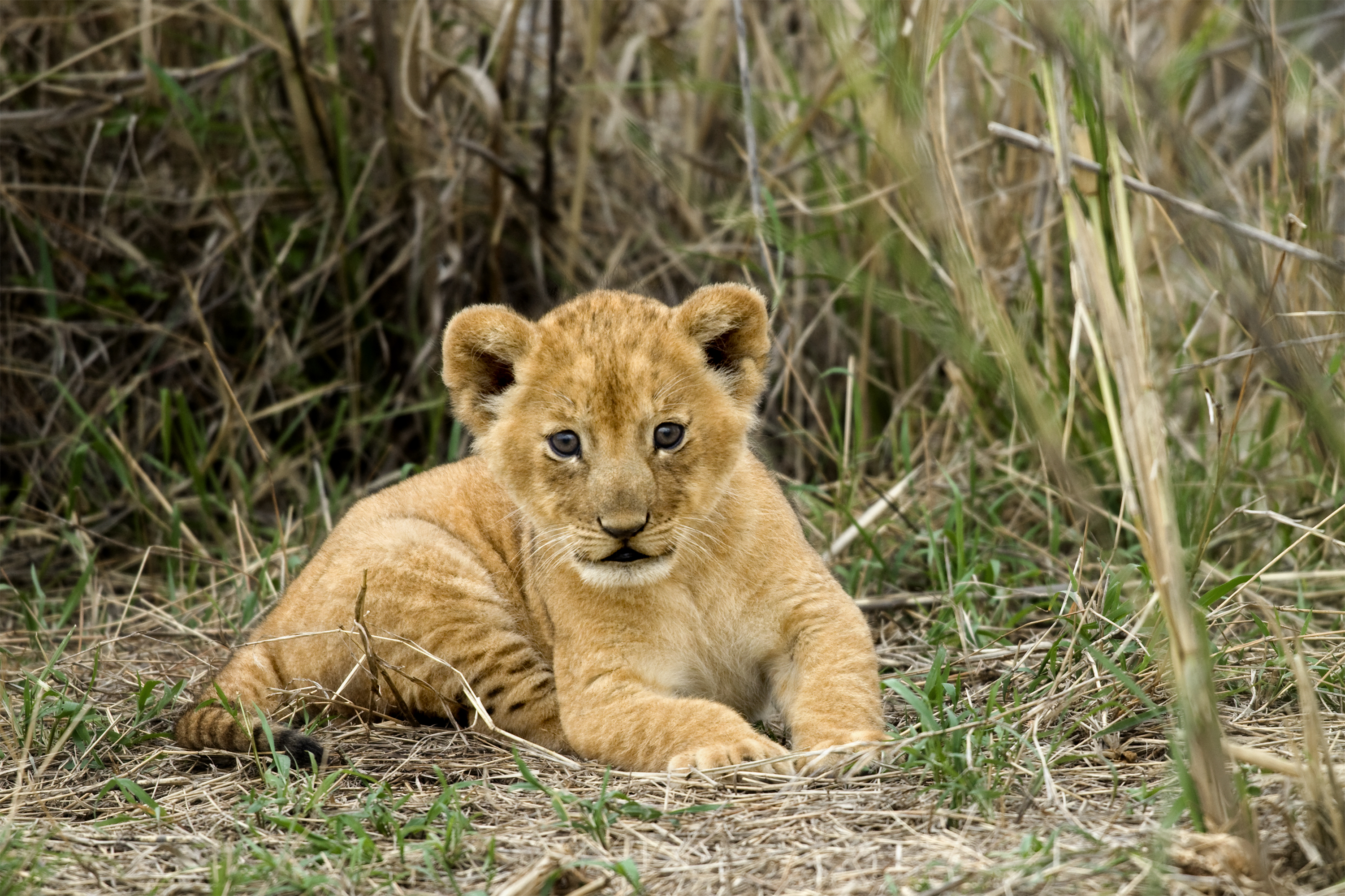 Calving Season — Southern Serengeti & Ndutu