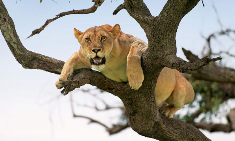 Chimpanzees, Lions & Savannah Safari