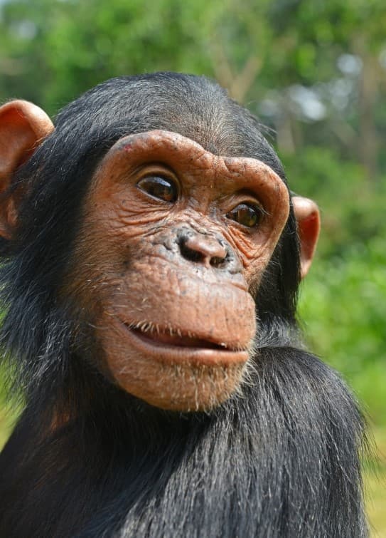 Gorillas, Chimpanzees & Wildlife Safari