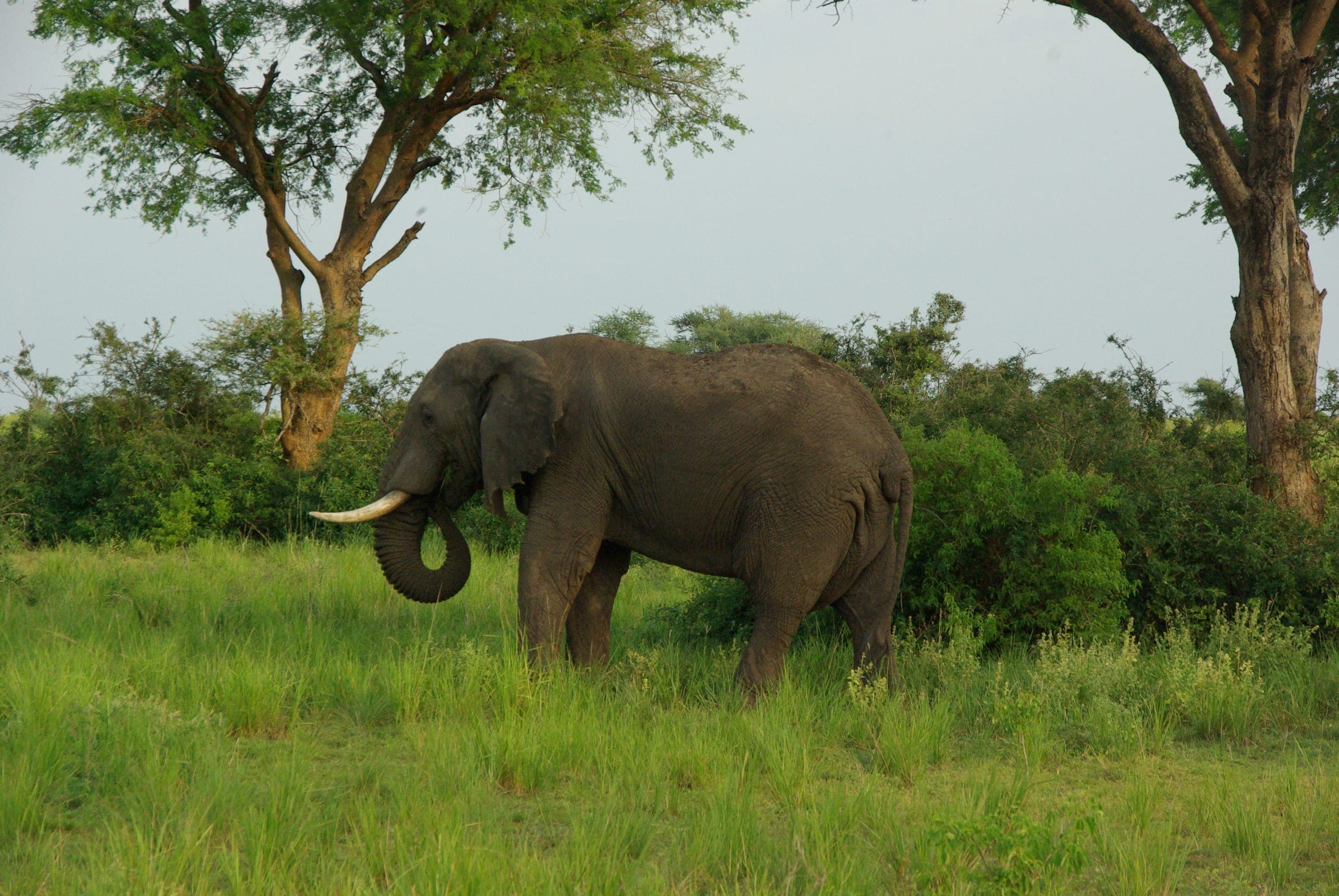 Elephant herd on the move in Murchison Falls