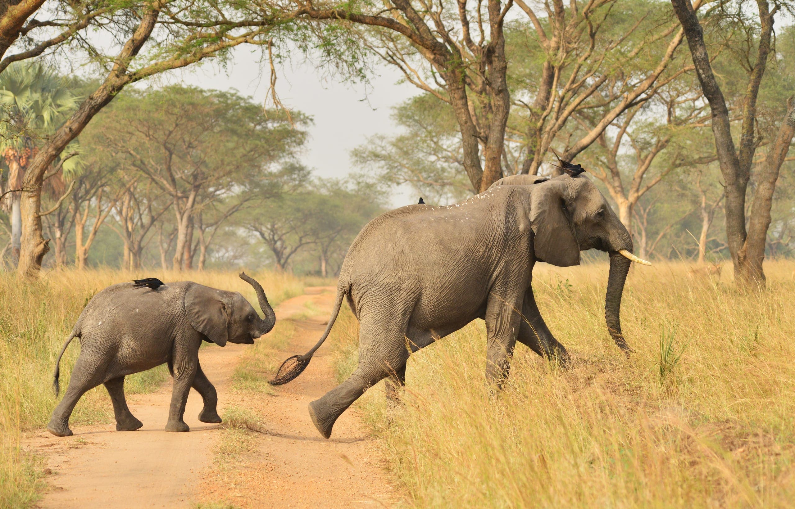 Tsavo West landscape