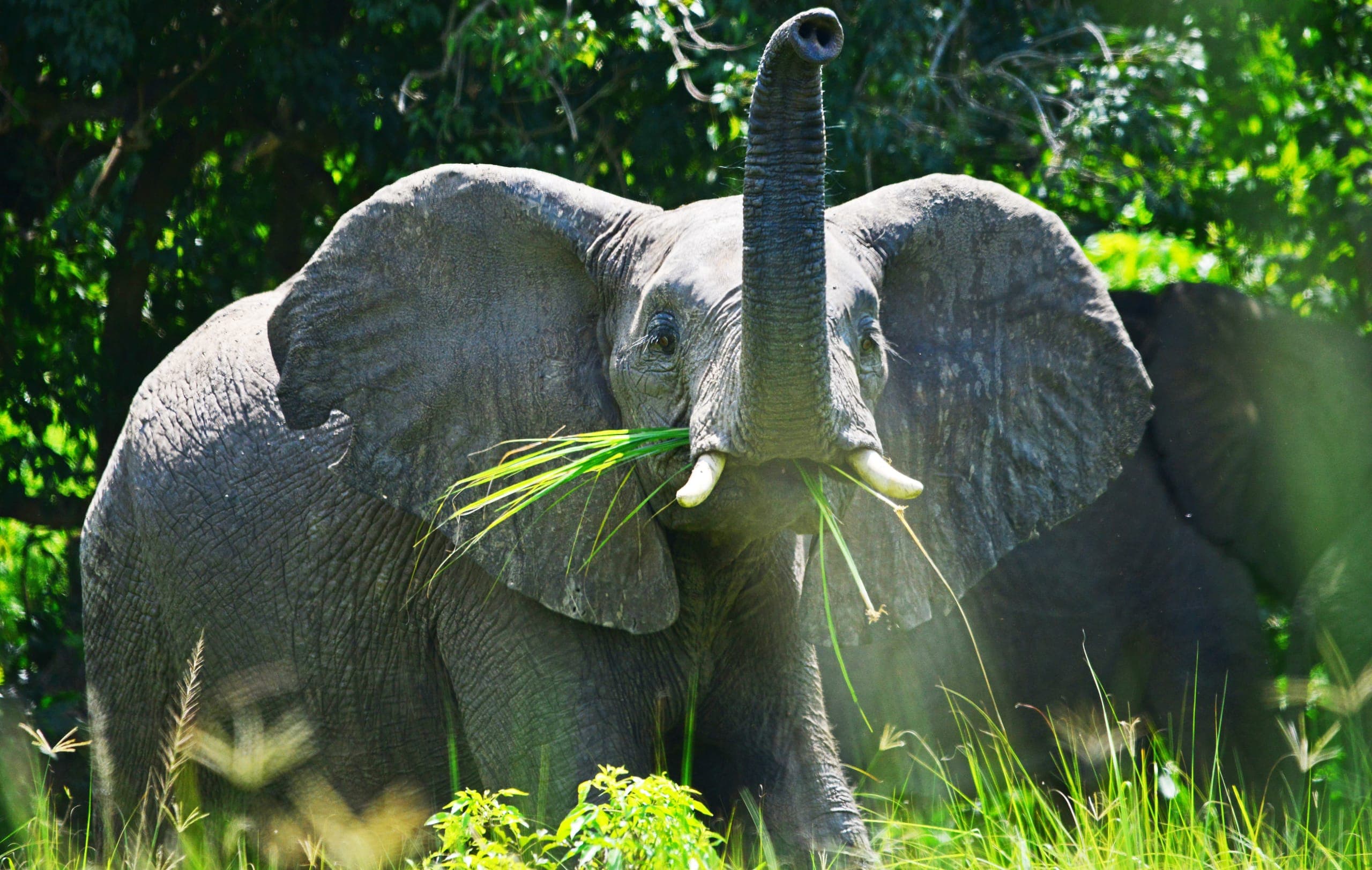 Elephant herd gathering near Tarangire river