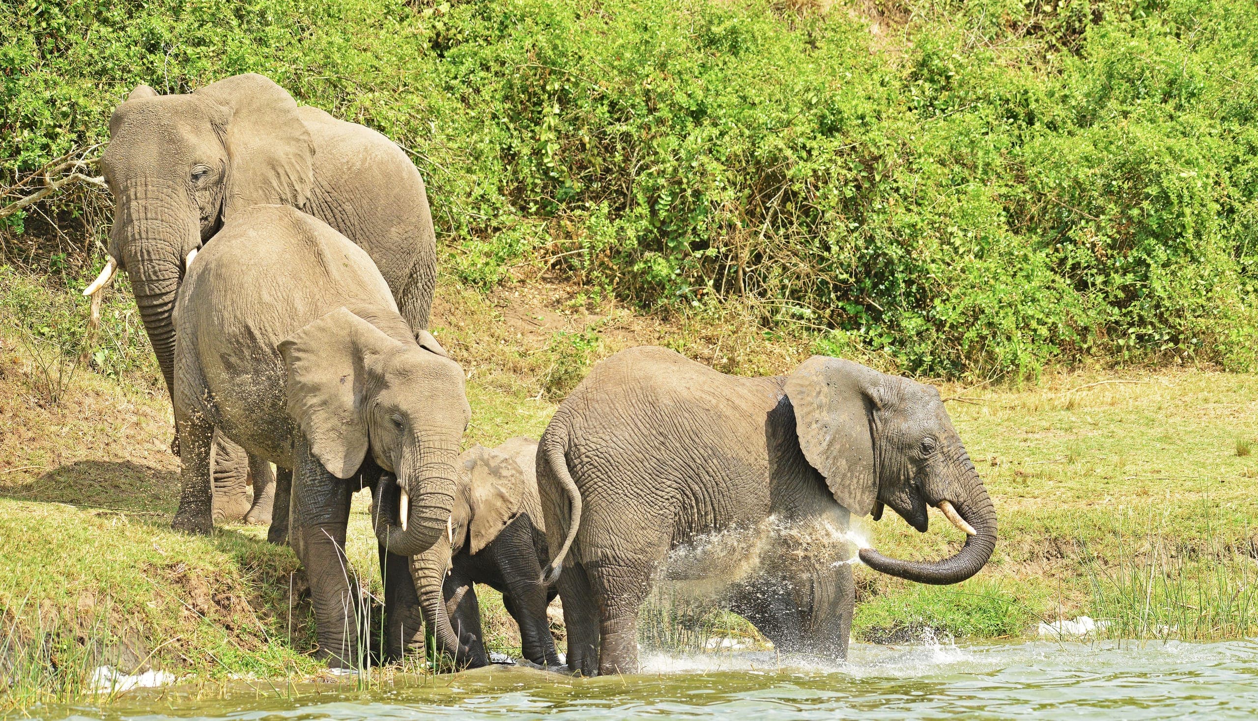 Elephant portrait close-up