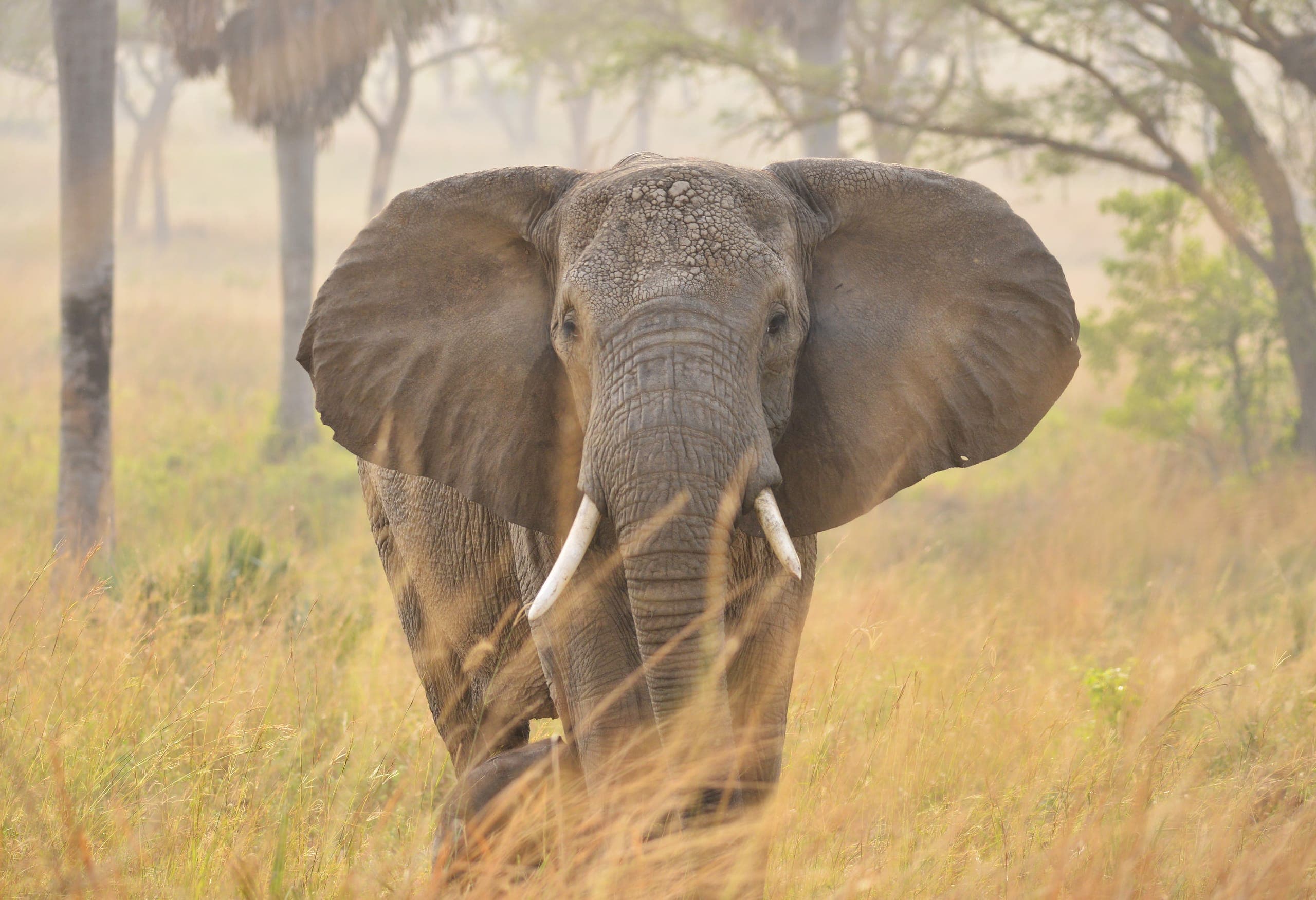 Ol Pejeta landscape