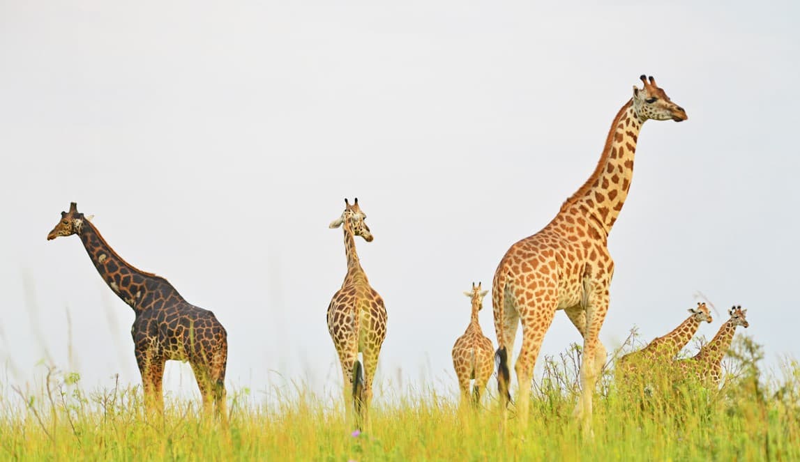 Giraffe towering over the savanna