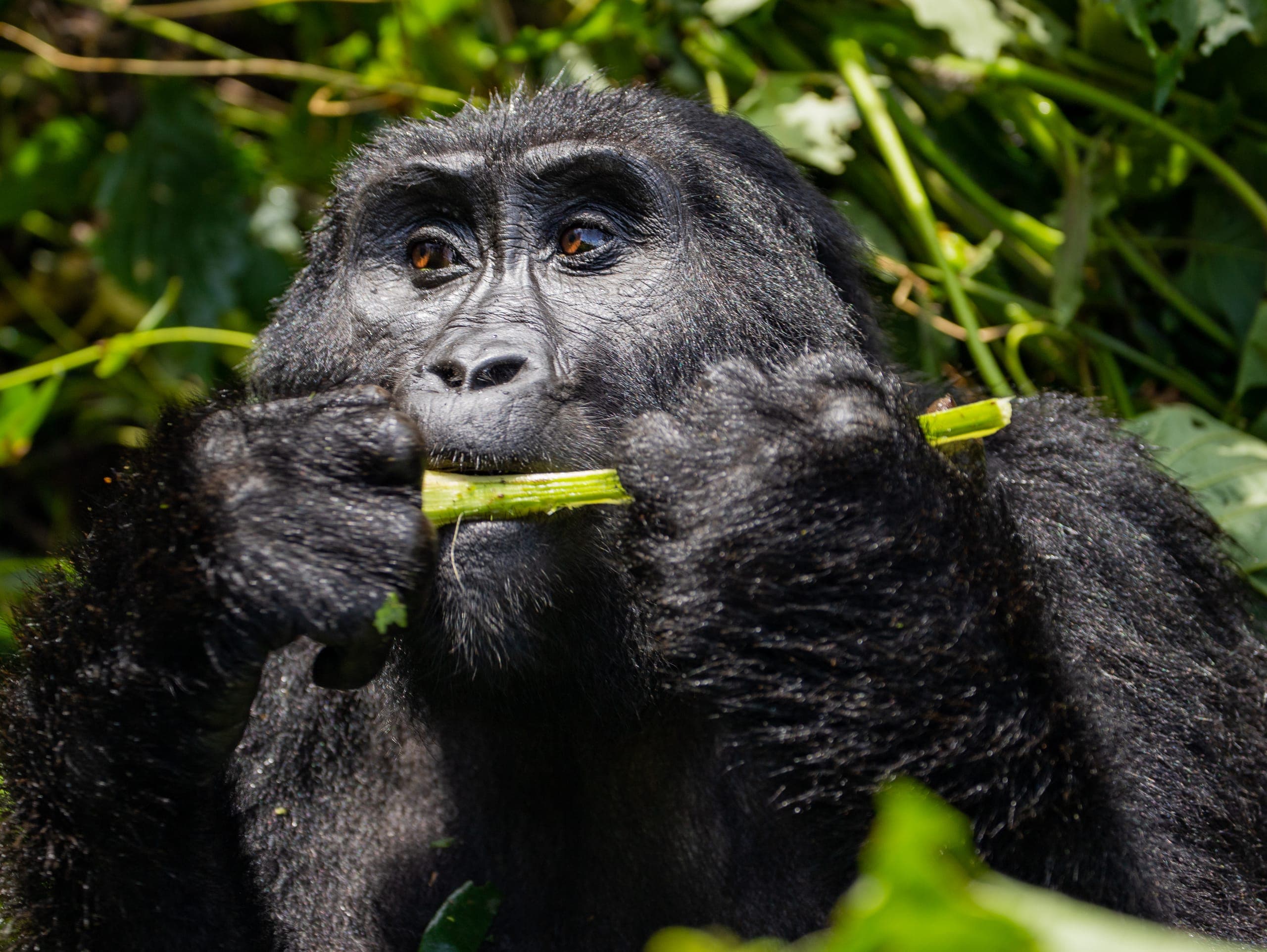 Gorilla Trekking in Uganda vs Rwanda: Which Country Should You Choose?