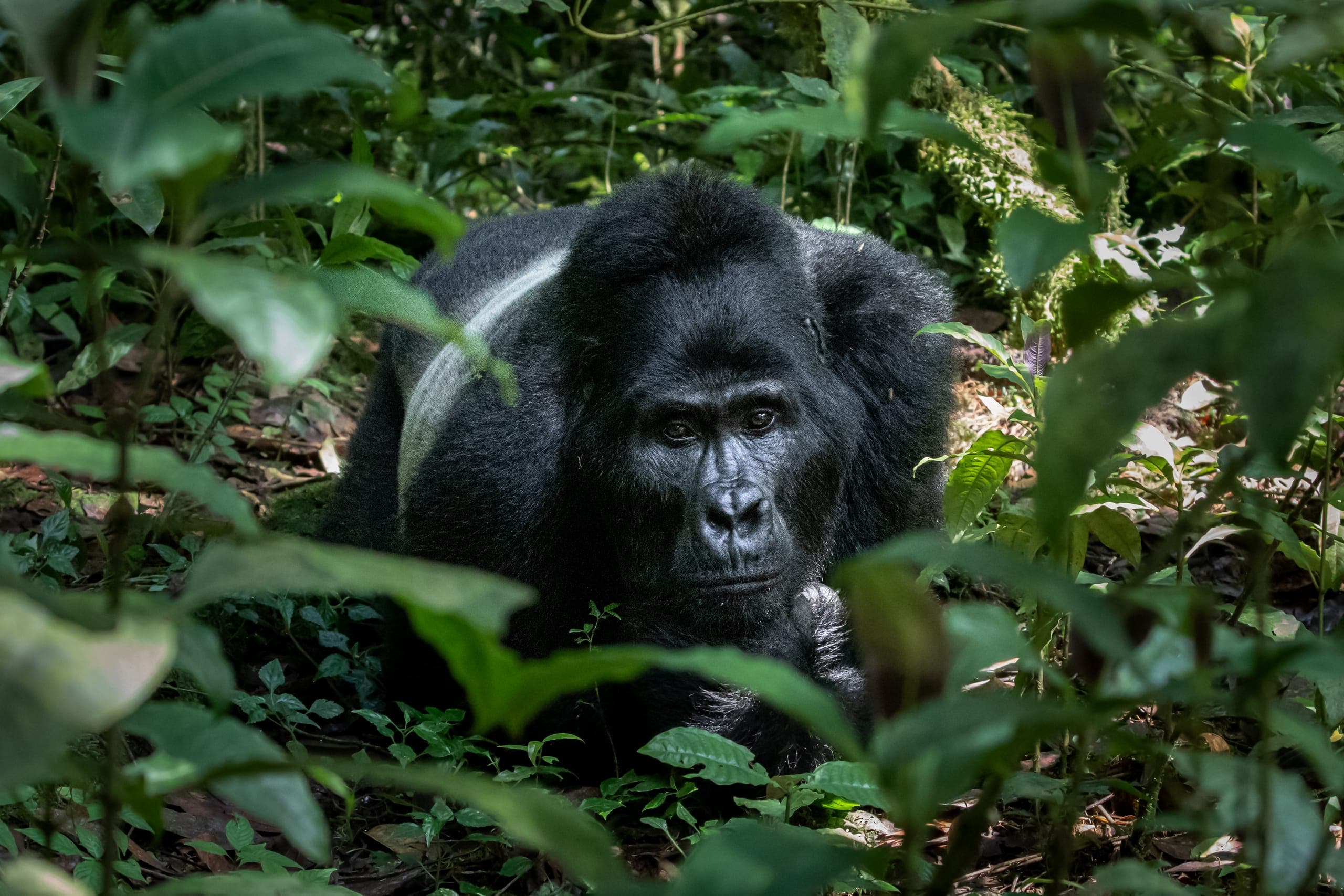 Bwindi Gorilla Trekking & Wildlife Safari
