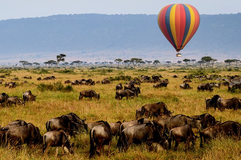 Hot air balloon safari rising above migrating herds in Serengeti