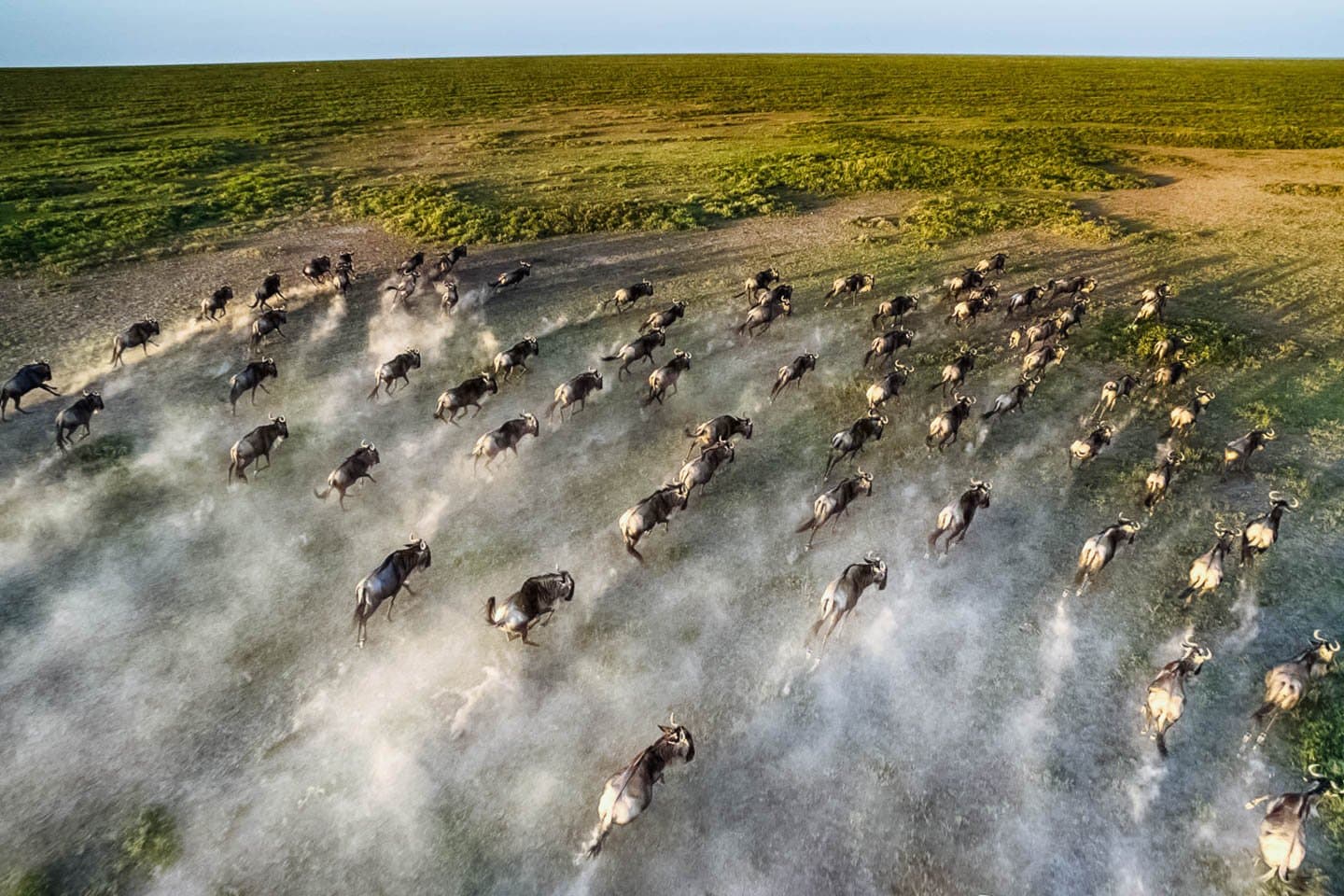 Close up aerial view of great wildebeest migration herds