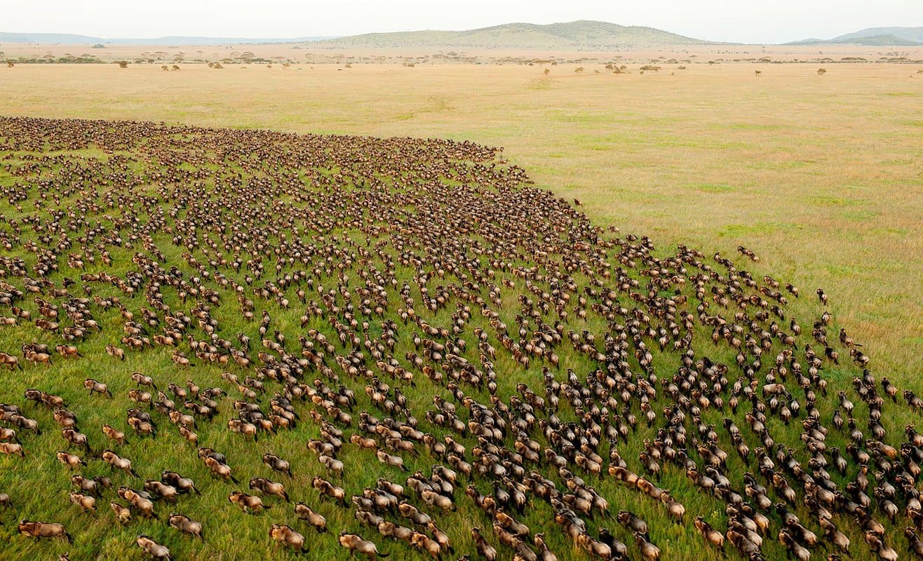 Millions of wildebeests migrating across Serengeti