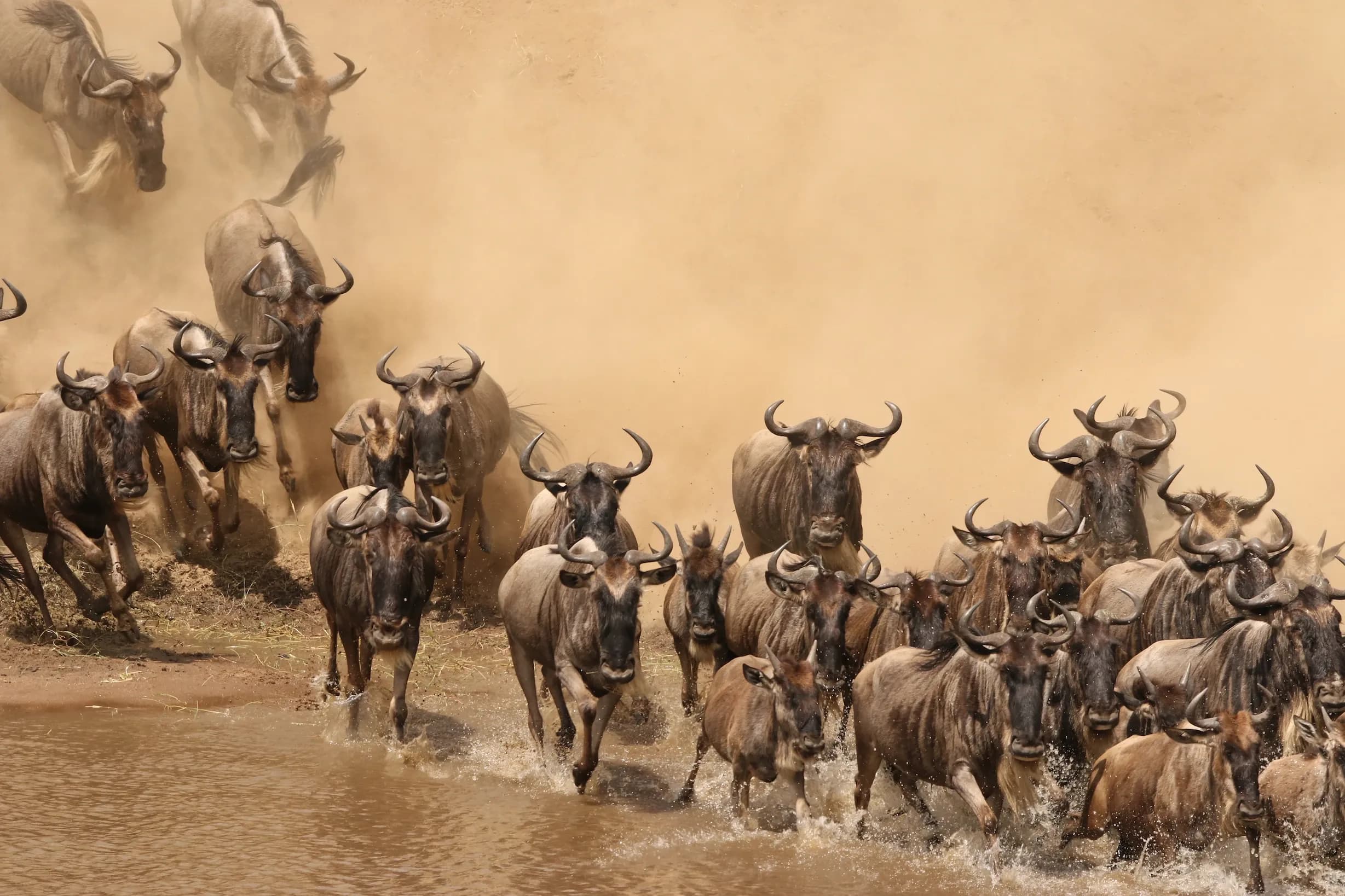 11-Day Kenya & Tanzania Migration Journey