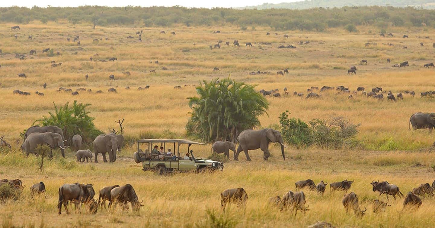 Serengeti migration safari game drive