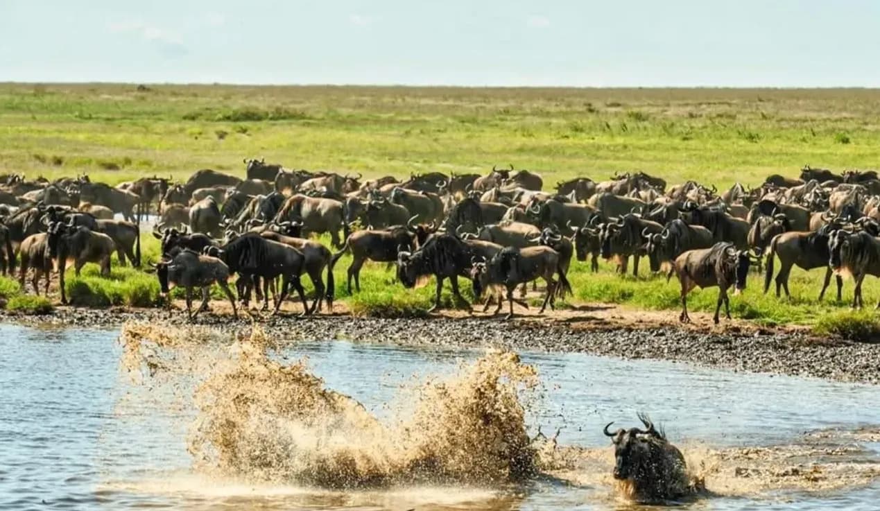 The Great Migration & Gorillas