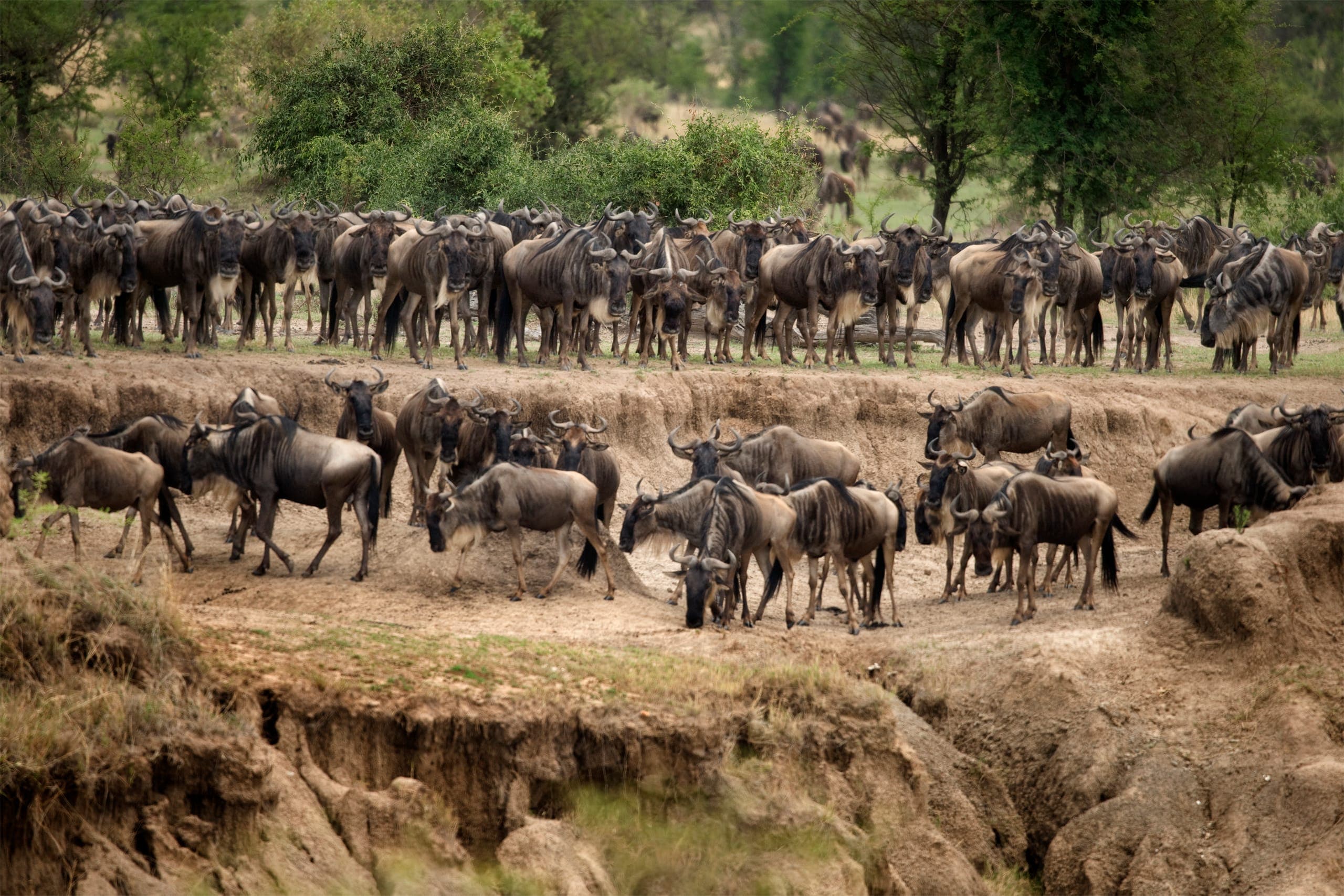 Central Serengeti vs Northern Serengeti: Which Area Is Right for Your Safari?