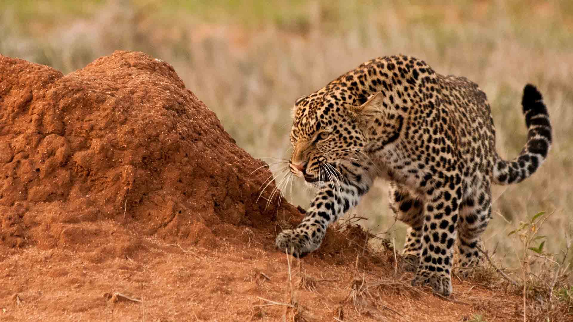 9-Day Tanzania Safari: Tarangire, Ngorongoro & Northern Serengeti
