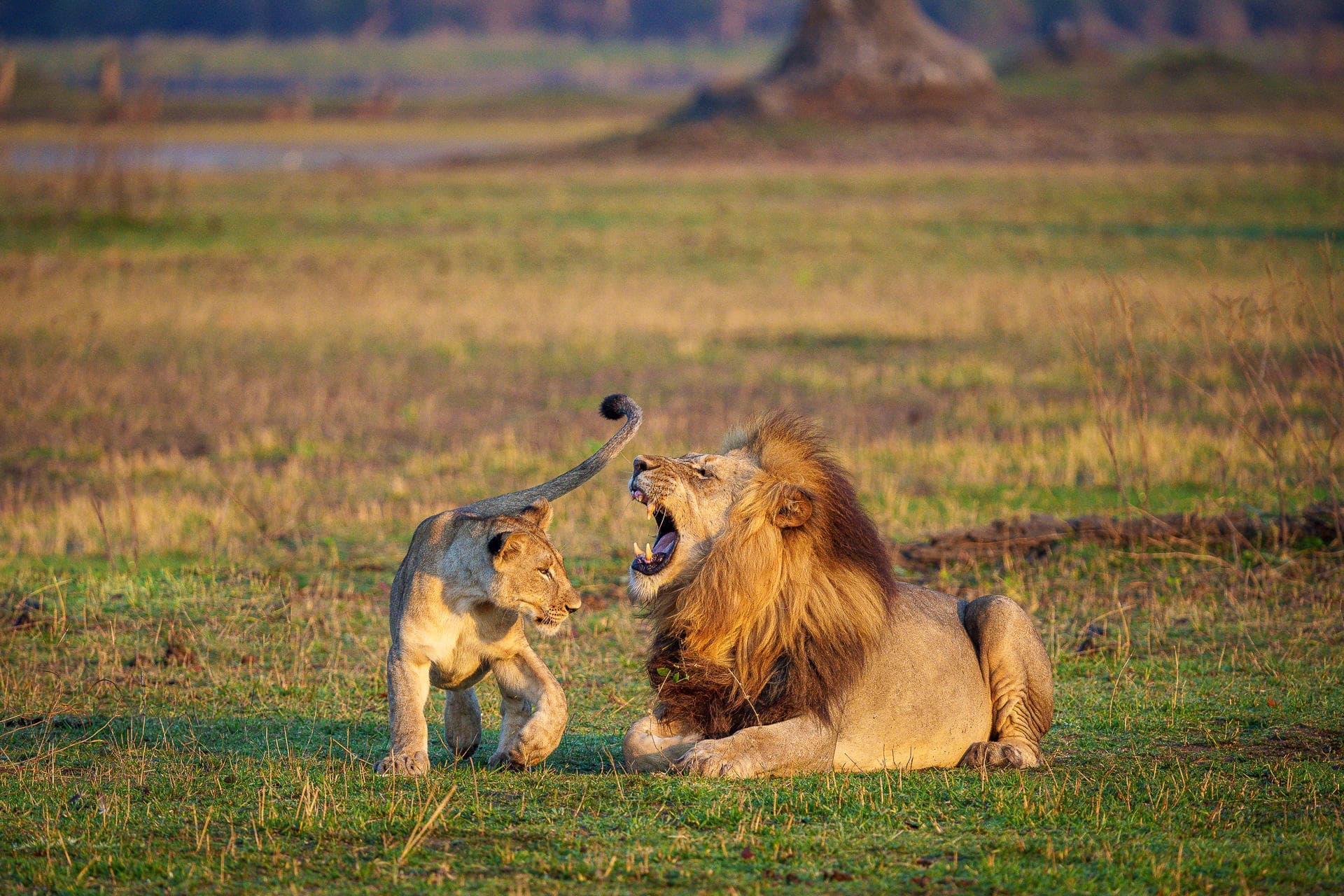 Serene lake landscape with wildlife in East Africa