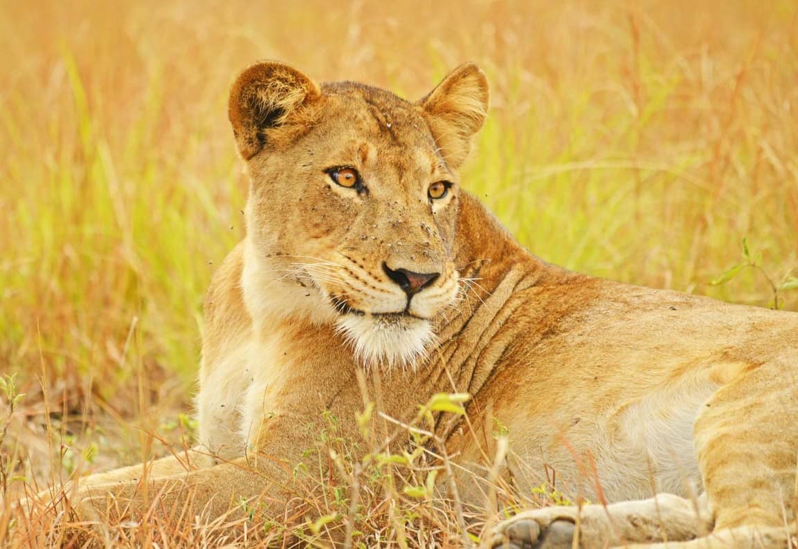Lion resting in Murchison Falls