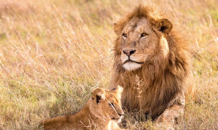 12-Day Tanzania Northern Circuit & Zanzibar Journey