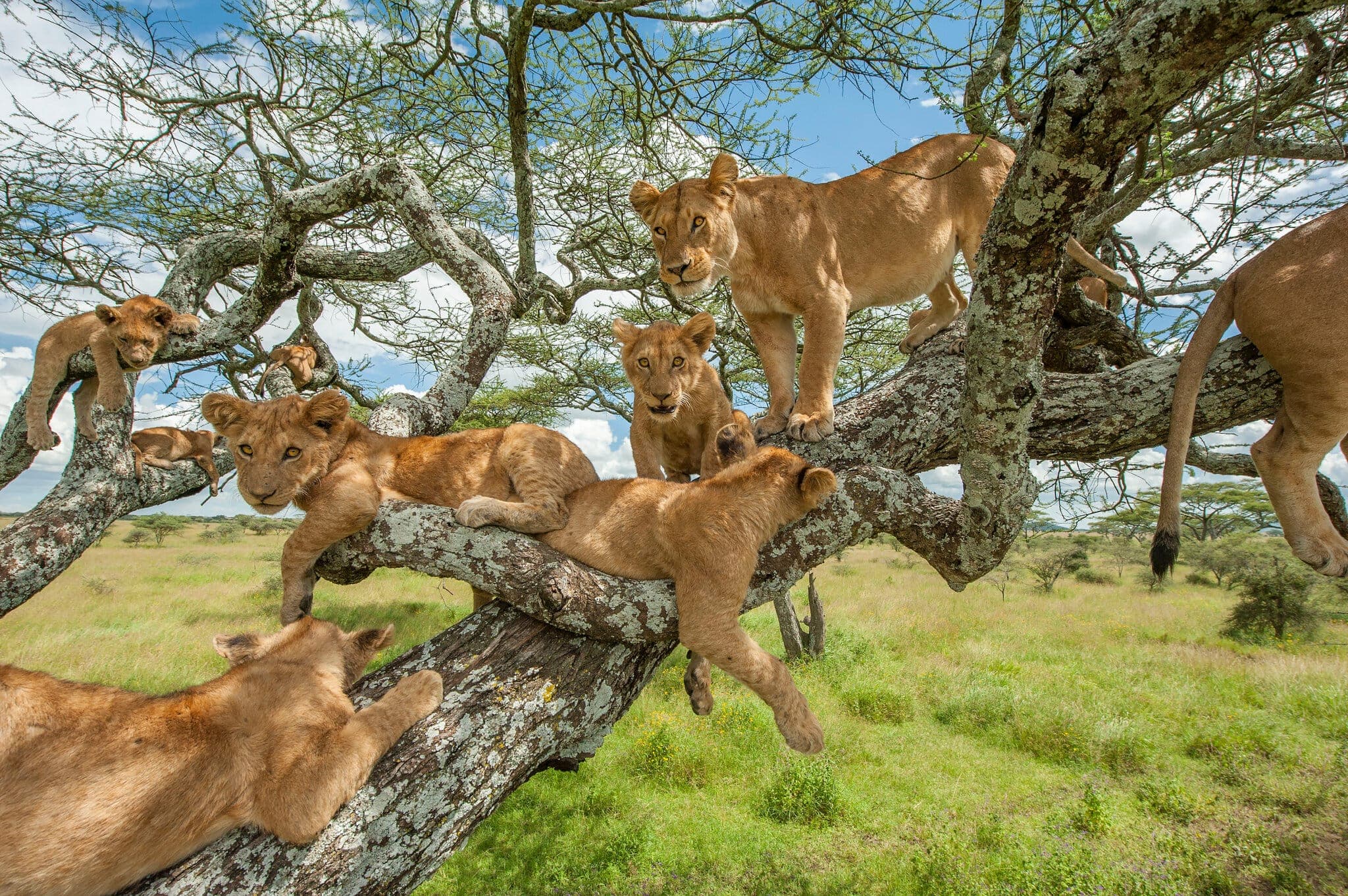 The Tree-Climbing Lions of Ishasha: Why They're One of Africa's Rarest Wildlife Sightings
