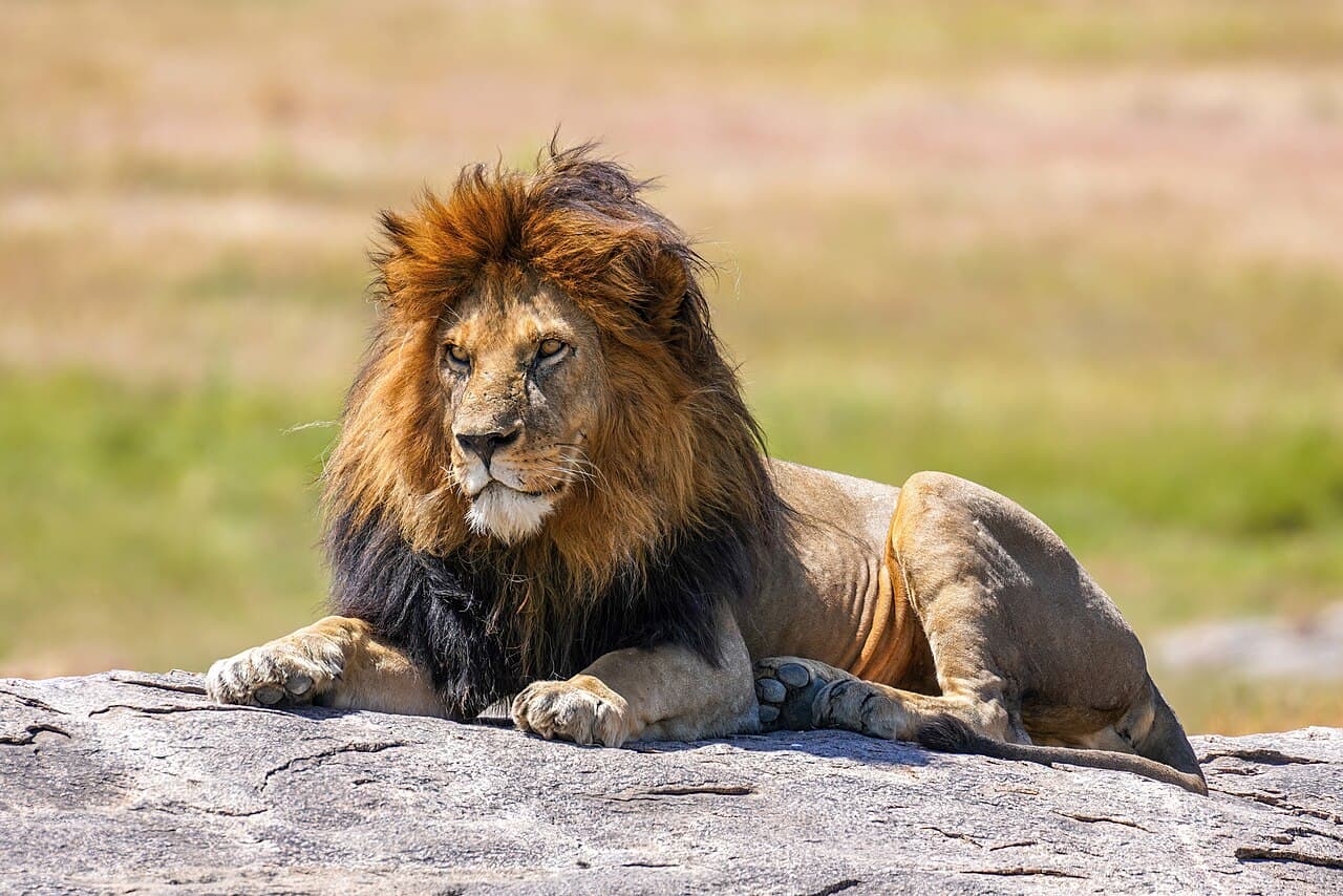 Lion resting on the Ngorongoro Crater floor