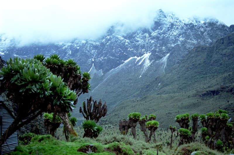 Lush high altitude vegetation mist in the Rwenzoris Margherita Peak
