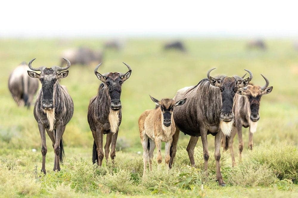 Ngorongoro landscape