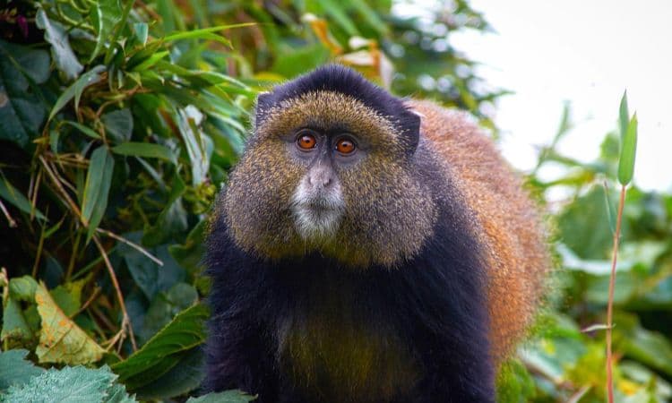 Best time to visit Uganda