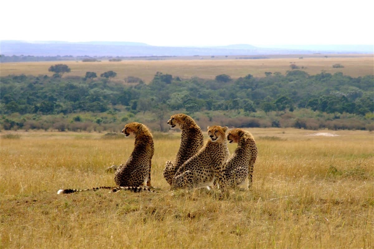 Masai Mara National Reserve & Conservancies