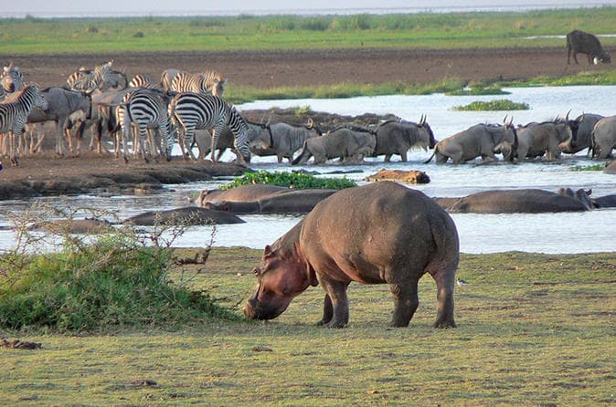 Lake Manyara landscape