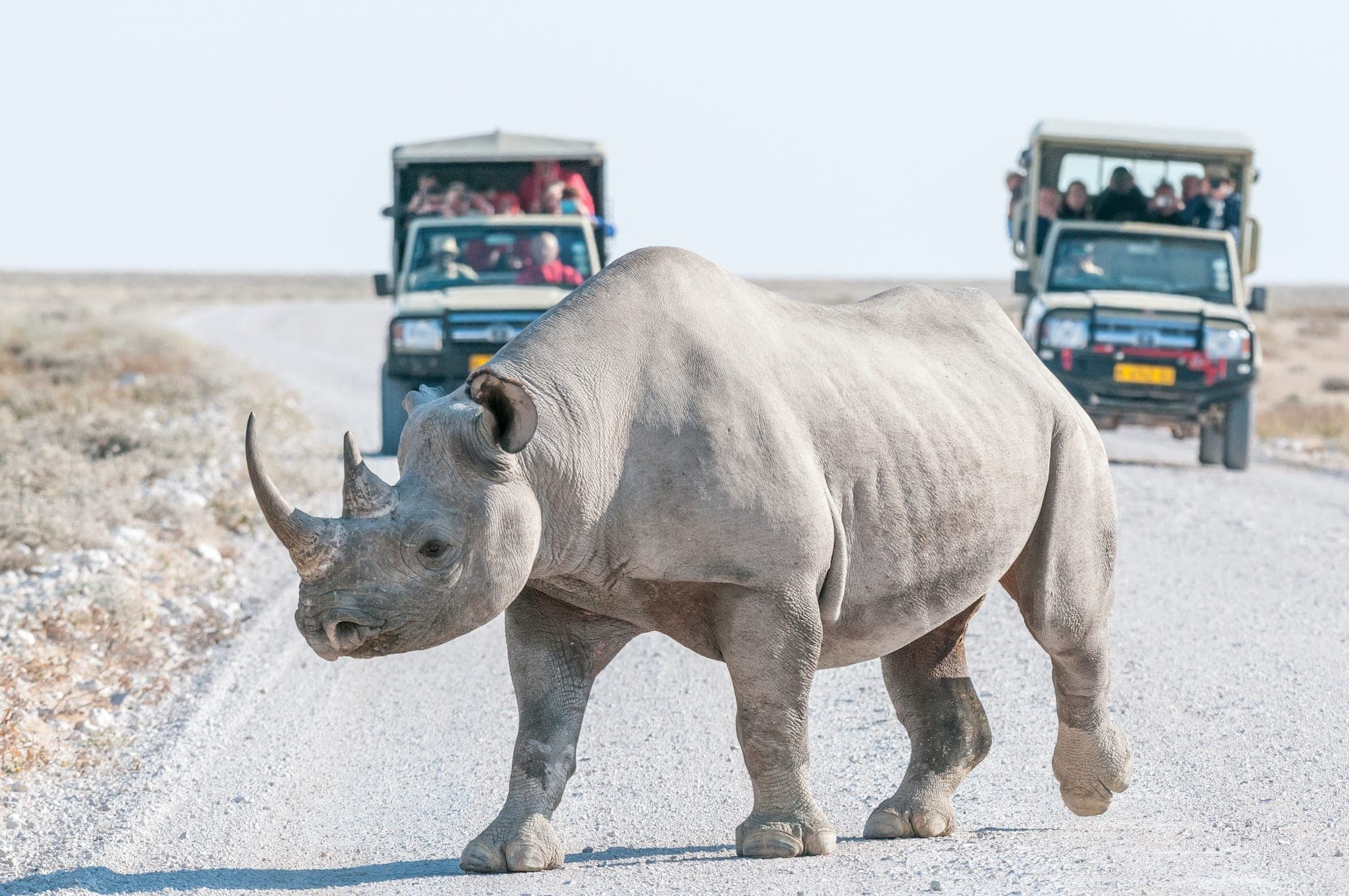 Conservation-Led