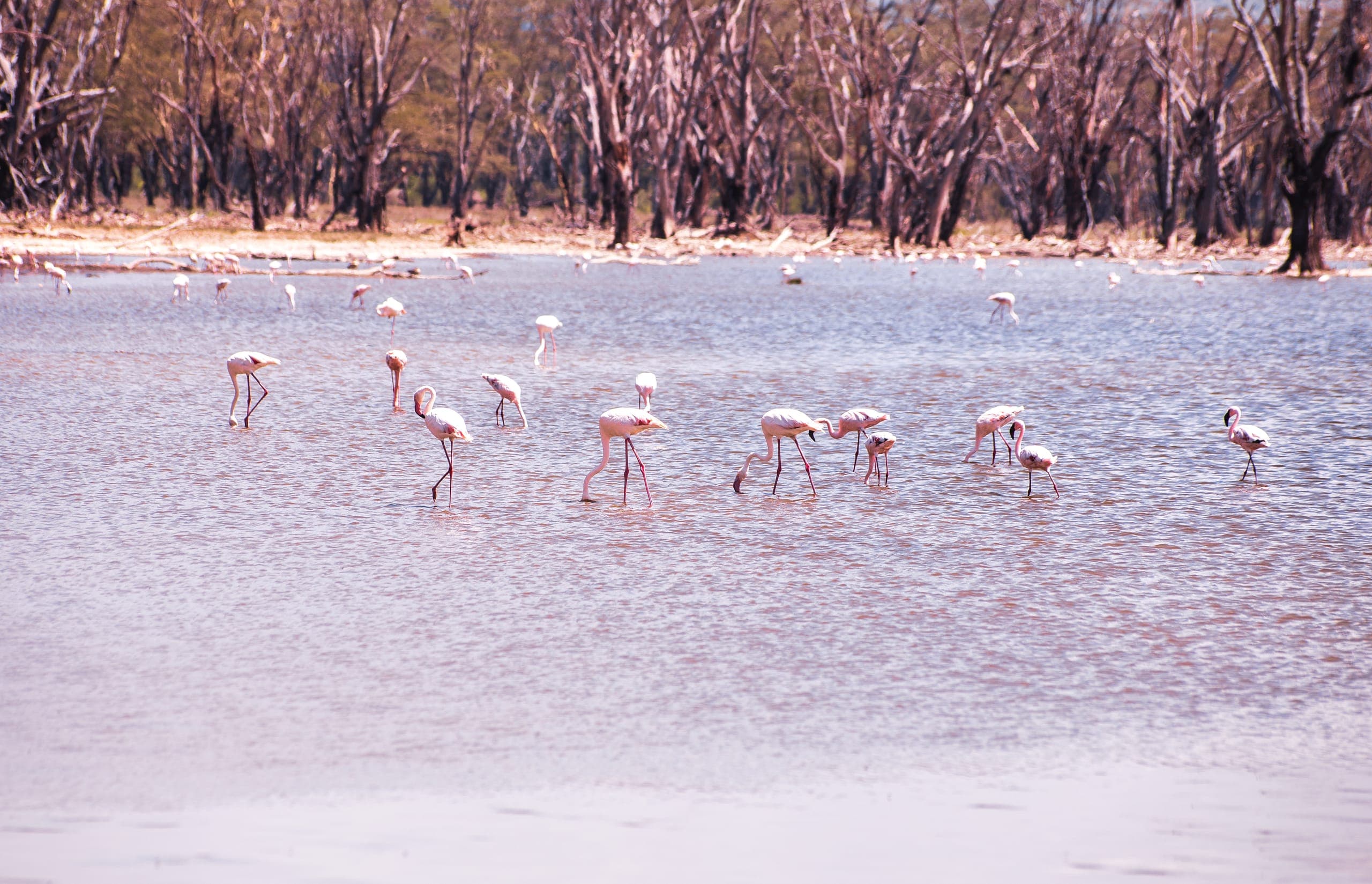 Flamingo