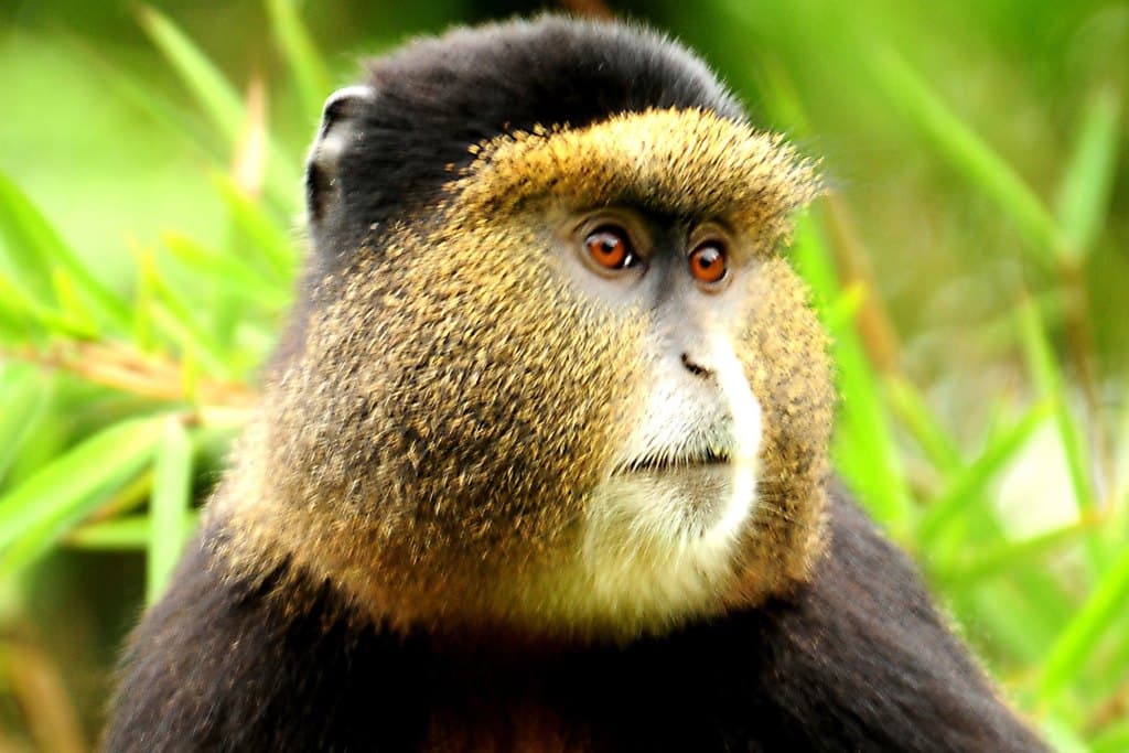 Golden monkey tracking in Volcanoes National Park, Rwanda