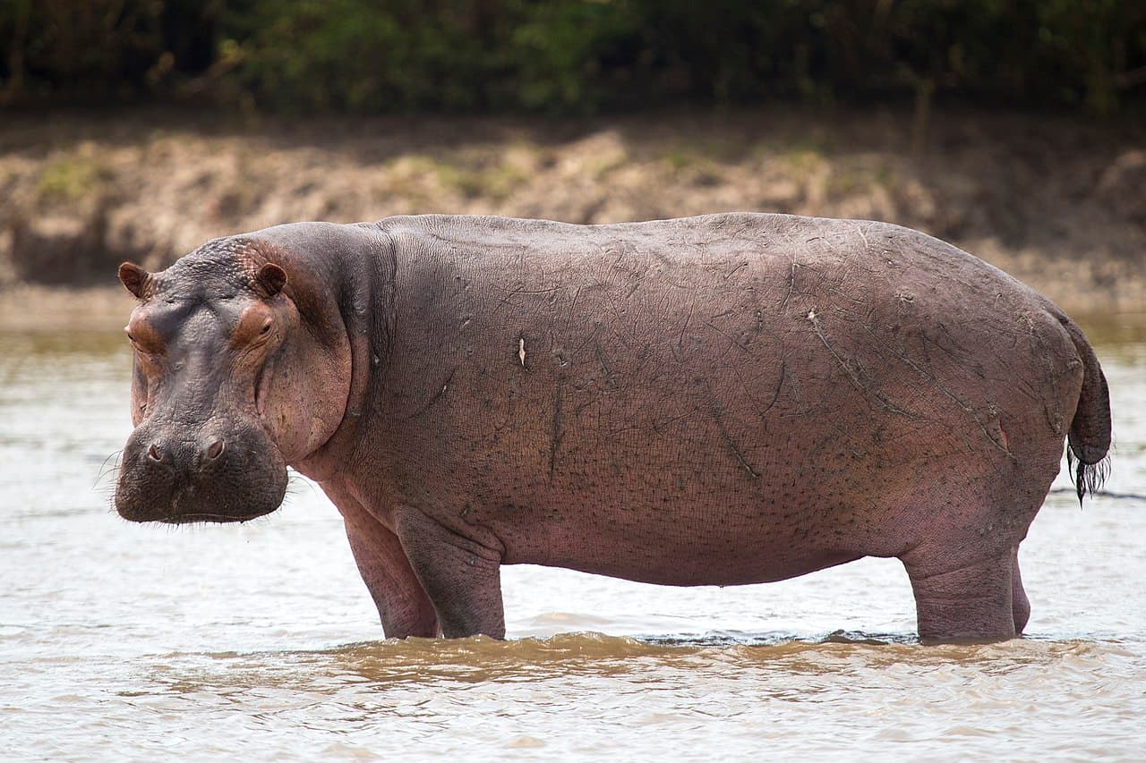 Hippos in Lake Mburo National Park Uganda