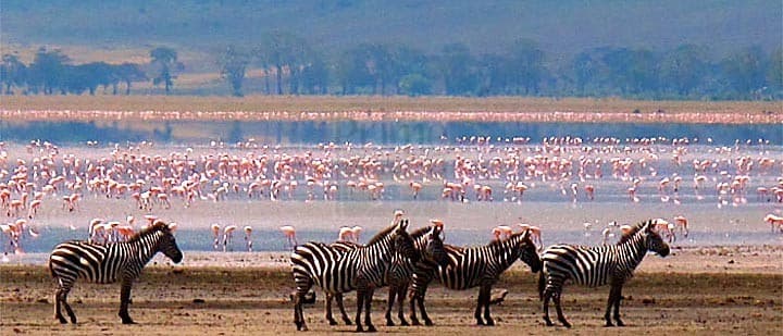 Wildlife and Safari