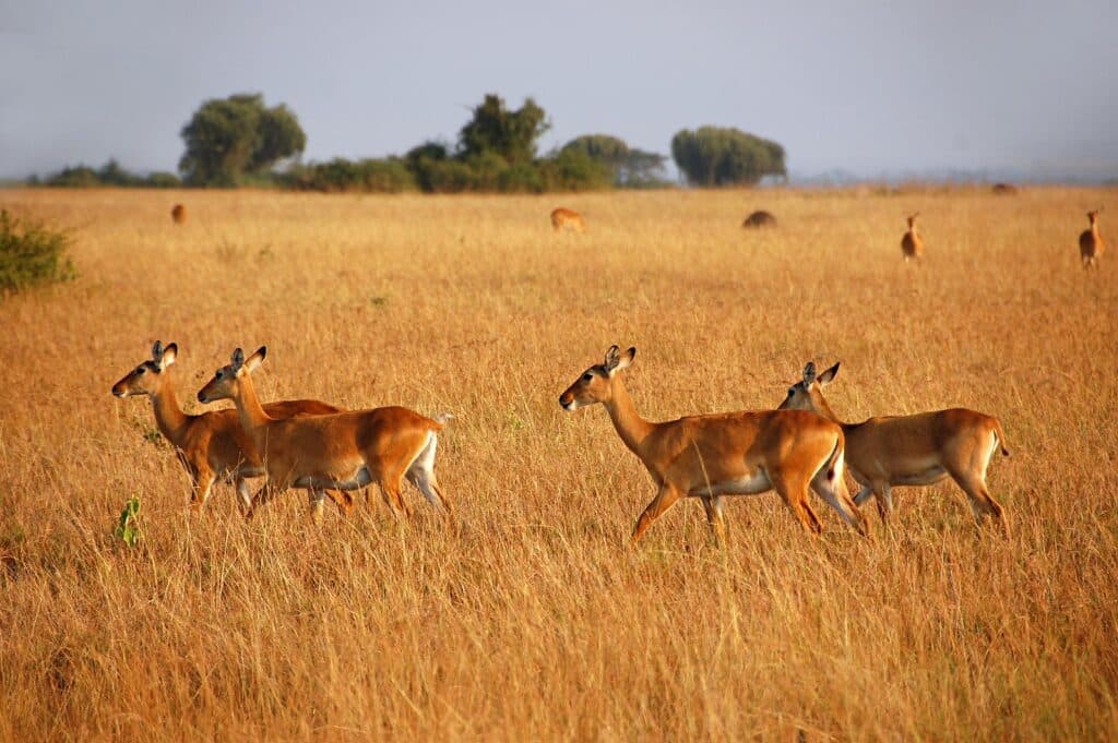 Queen Elizabeth National Park Uganda savannah and crater lakes