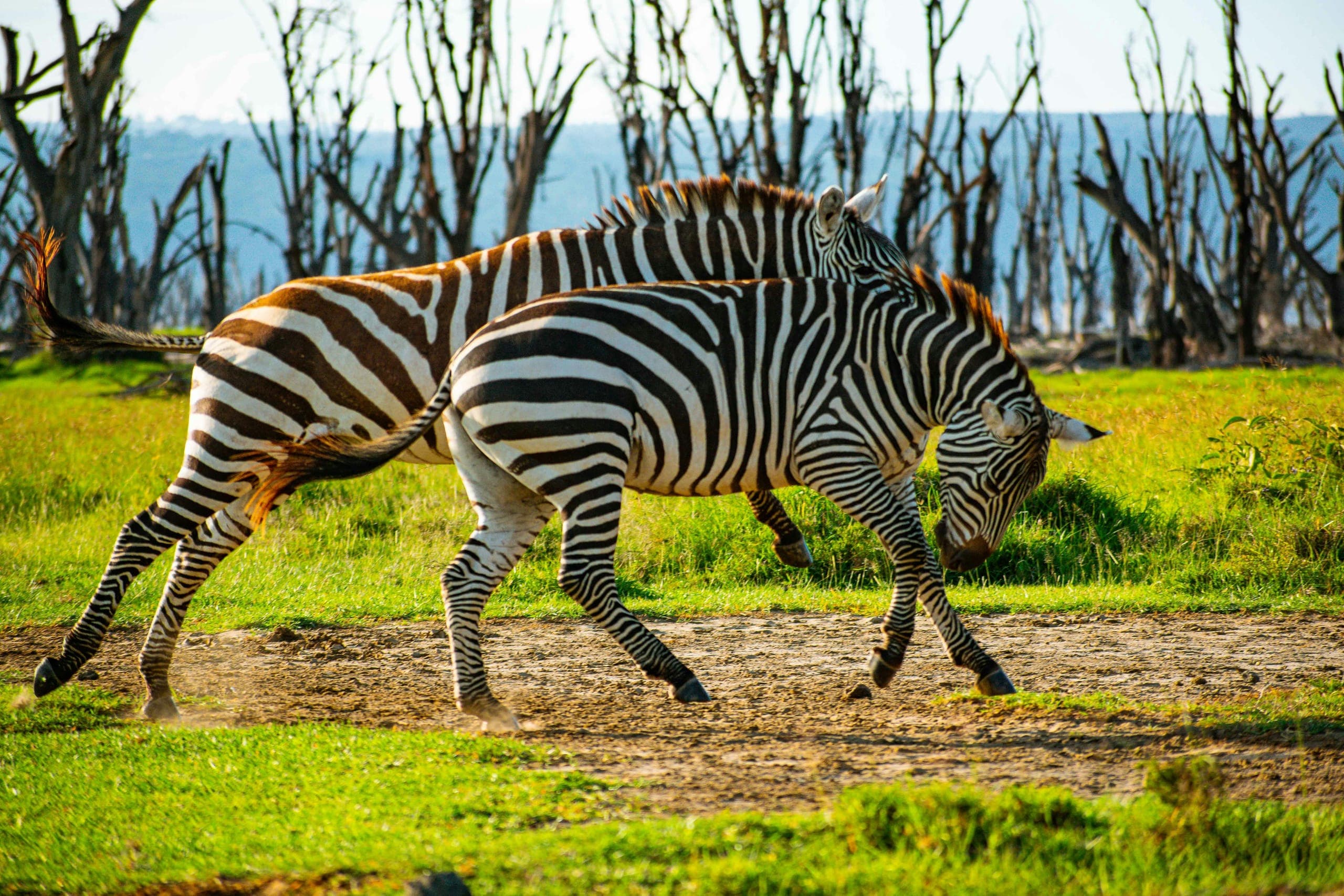 Zebras grazing on the plains during a family safari