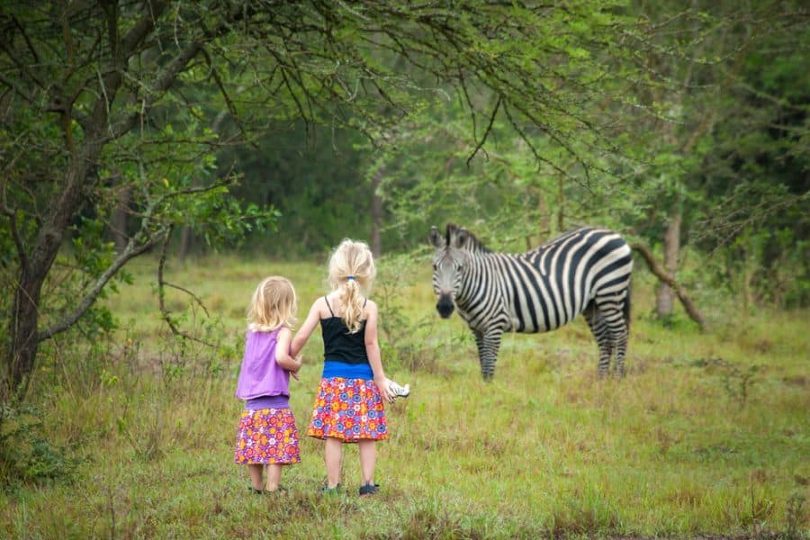 Zebras grazing peacefully