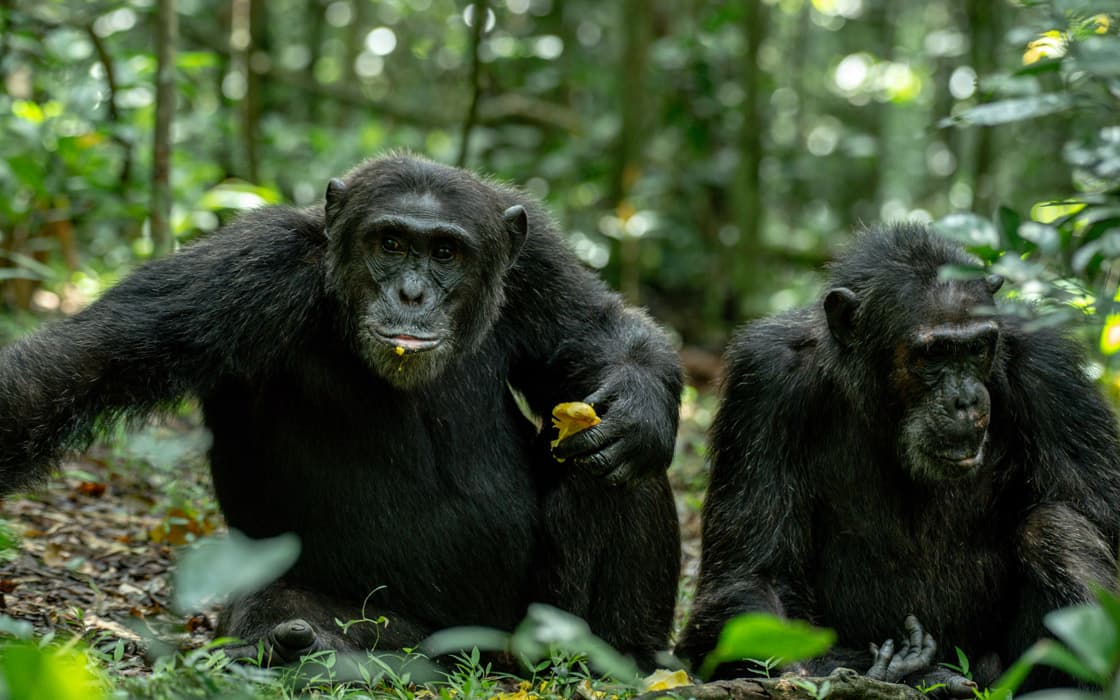 Chimpanzee Habituation Experience in Kibale: Is a Full Day in the Forest Worth It?