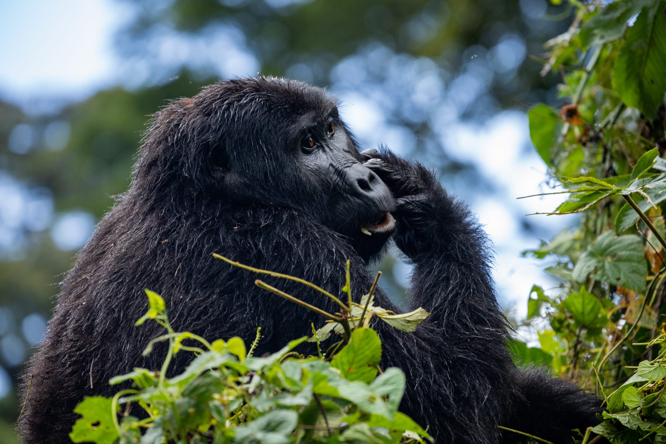 Uganda
