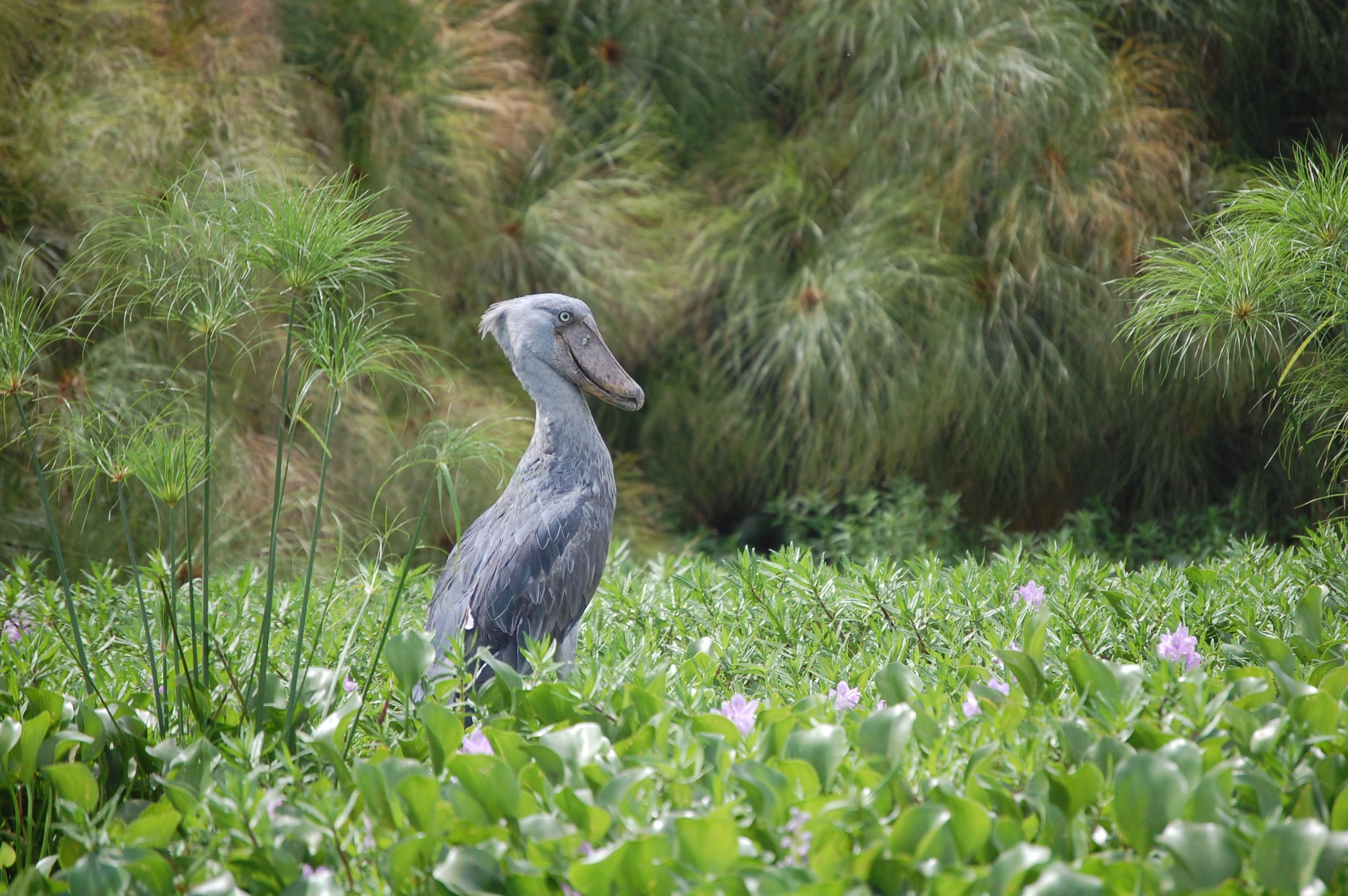 Ultimate Uganda Birding Safari