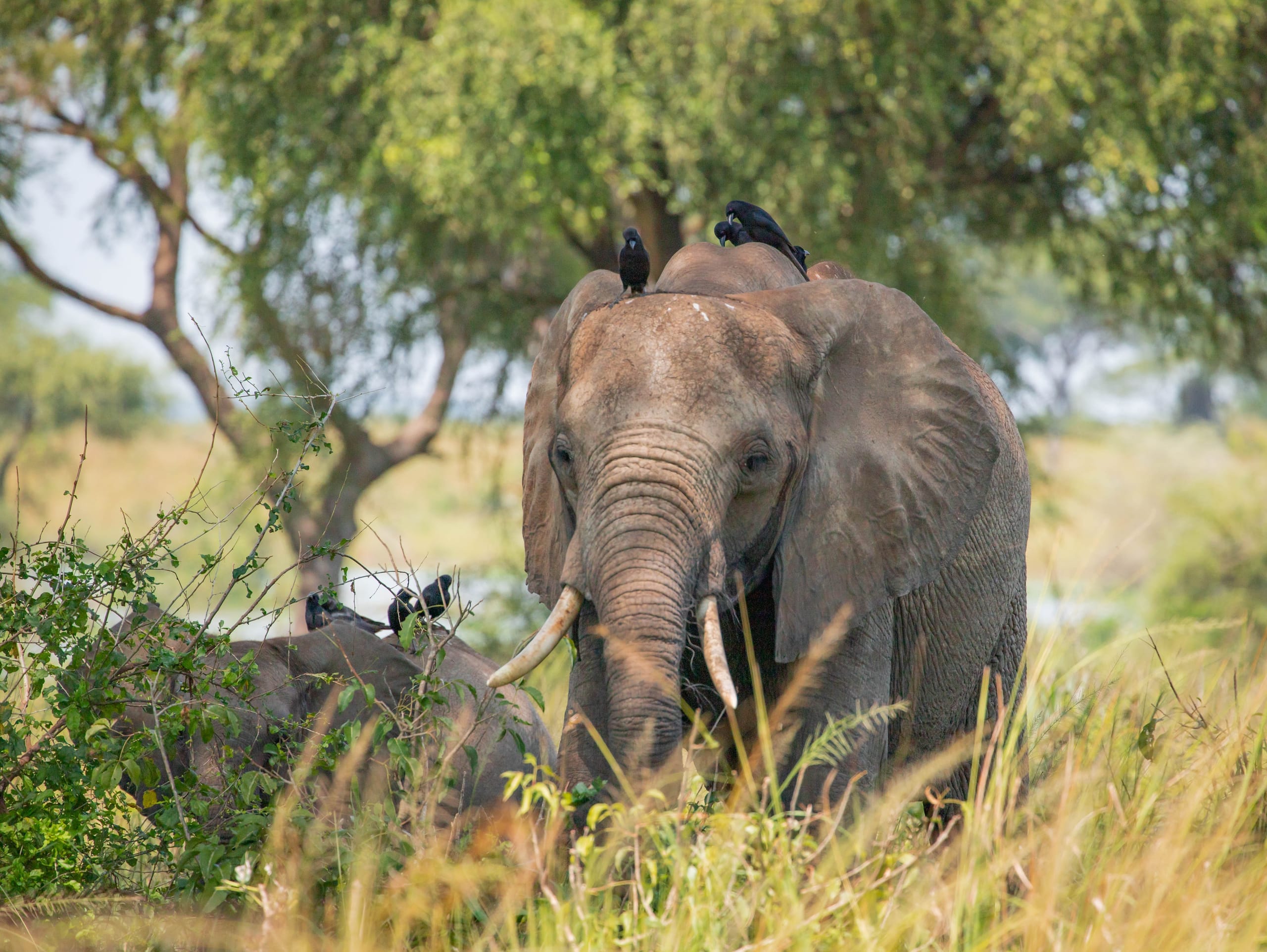 An elephant with birds on its back in sunlit woodland