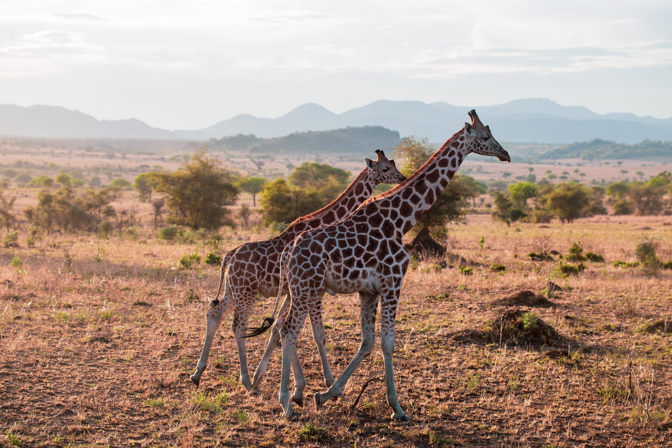 Murchison Falls & Nile Wildlife Safari