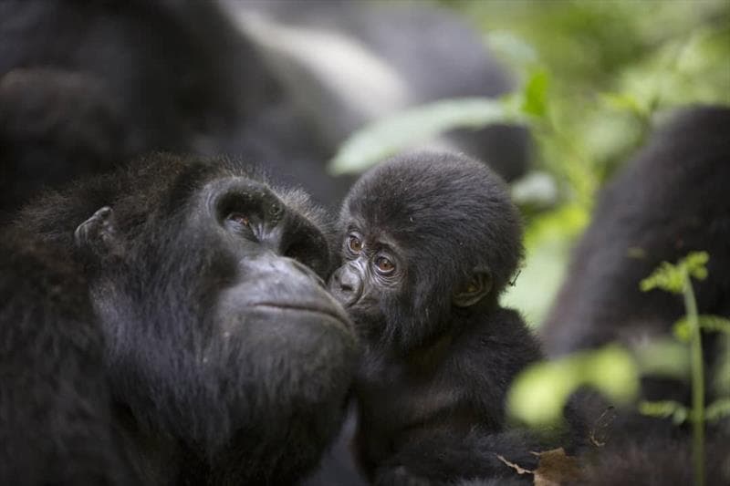 A trekker's view of mountain gorilla habitat terrain in the forest